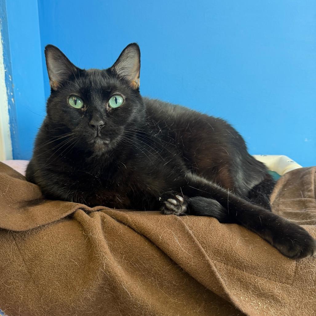 Enlarge Nitro, a Adoptable Domestic Short Hair in Mankato, MN image 3/3