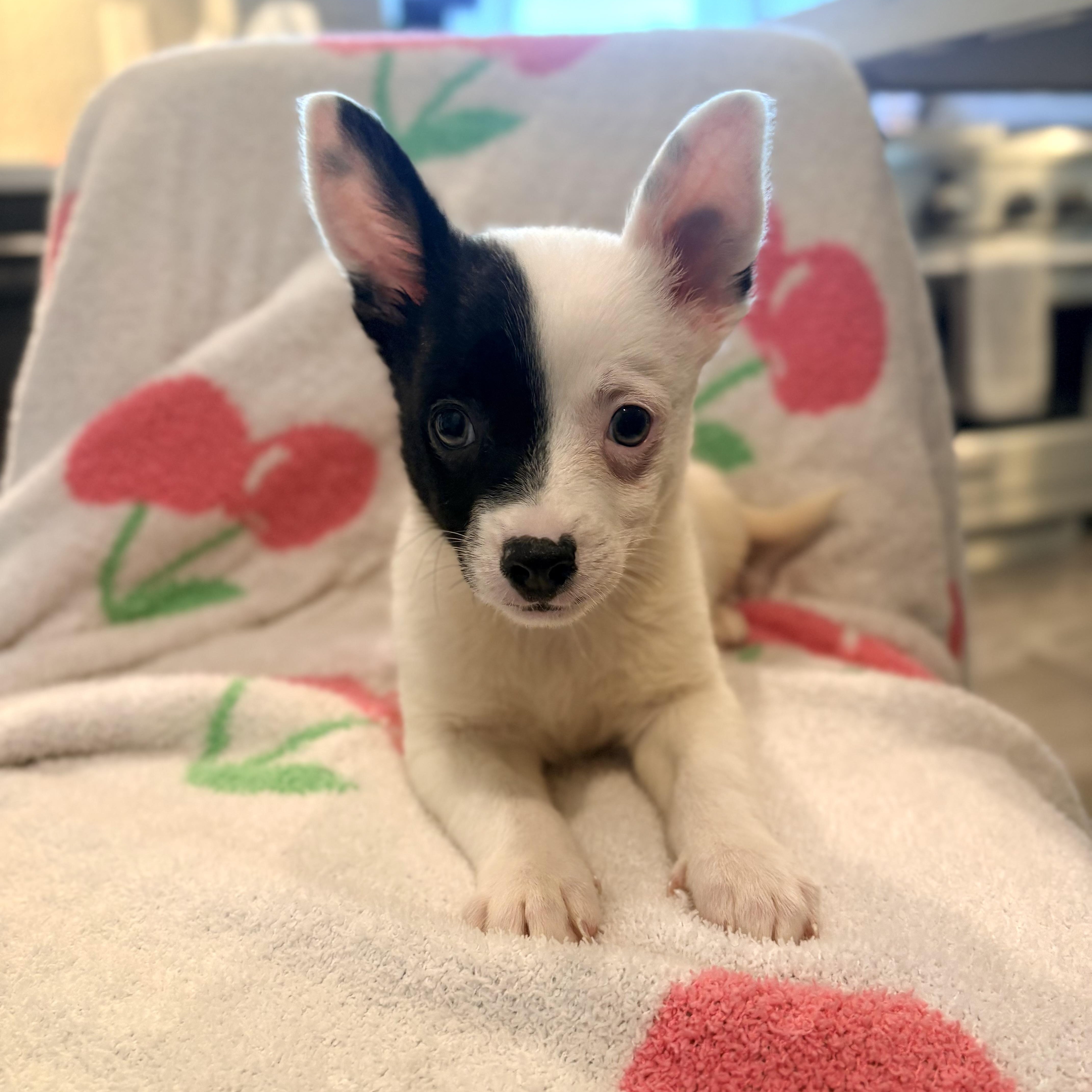 Salt, adopted, Puppy Male Chihuahua.