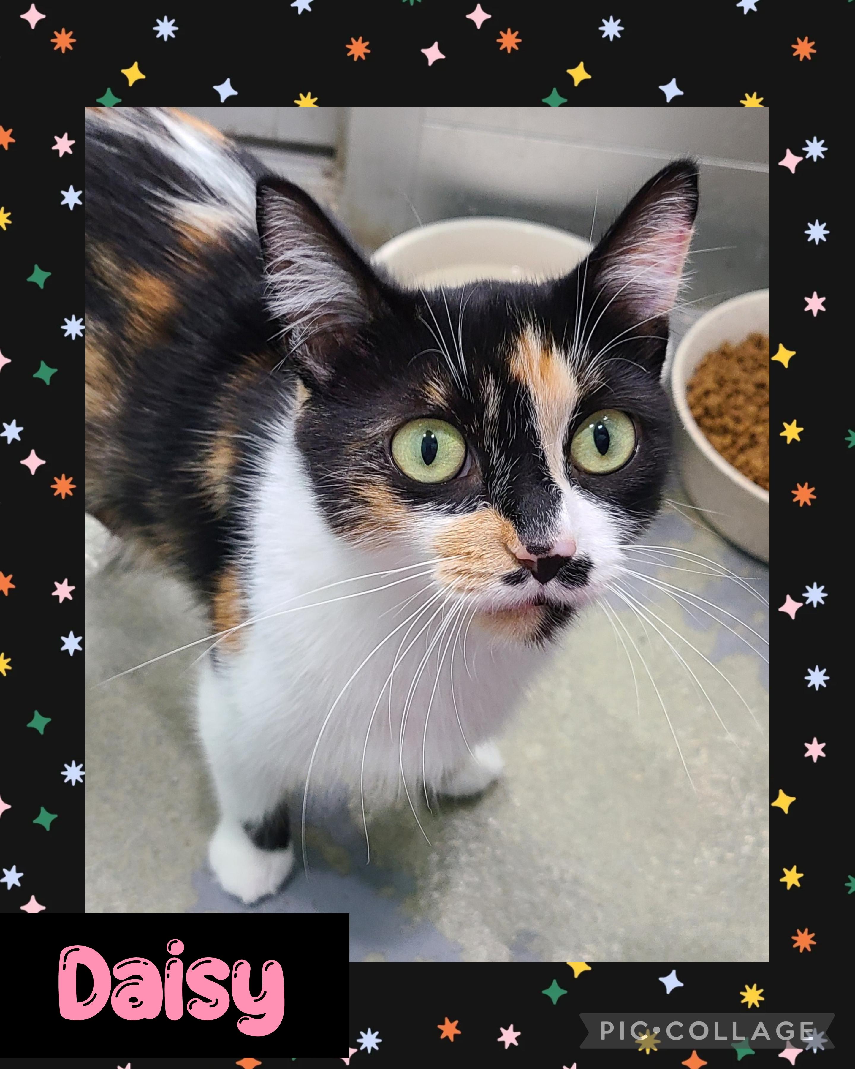 Enlarge Daisy, a Adoptable Domestic Short Hair in Iron River, MI image 1/1