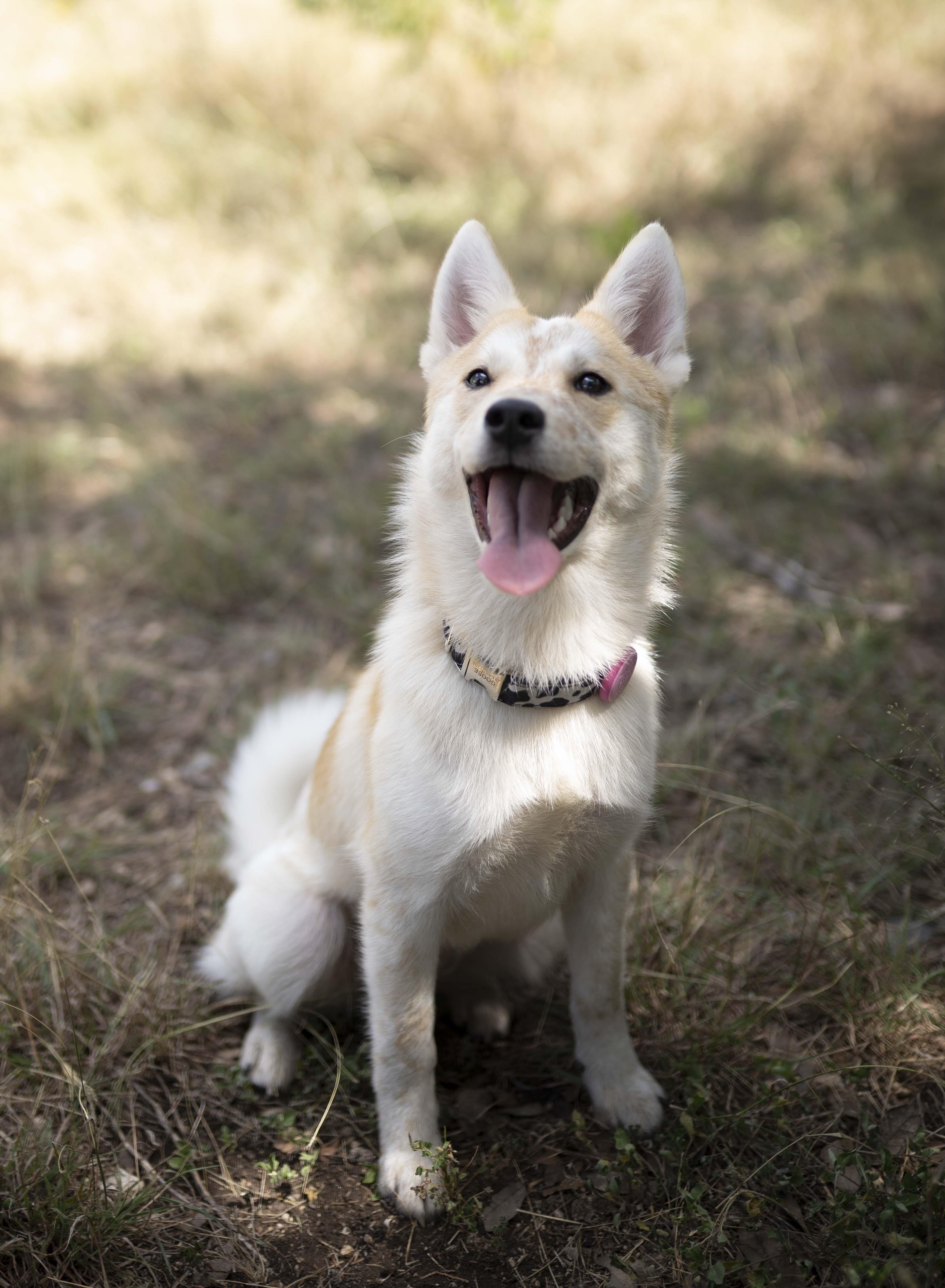 Yuzu, Adoptable, Young Female Australian Cattle Dog / Blue Heeler & Shiba Inu.