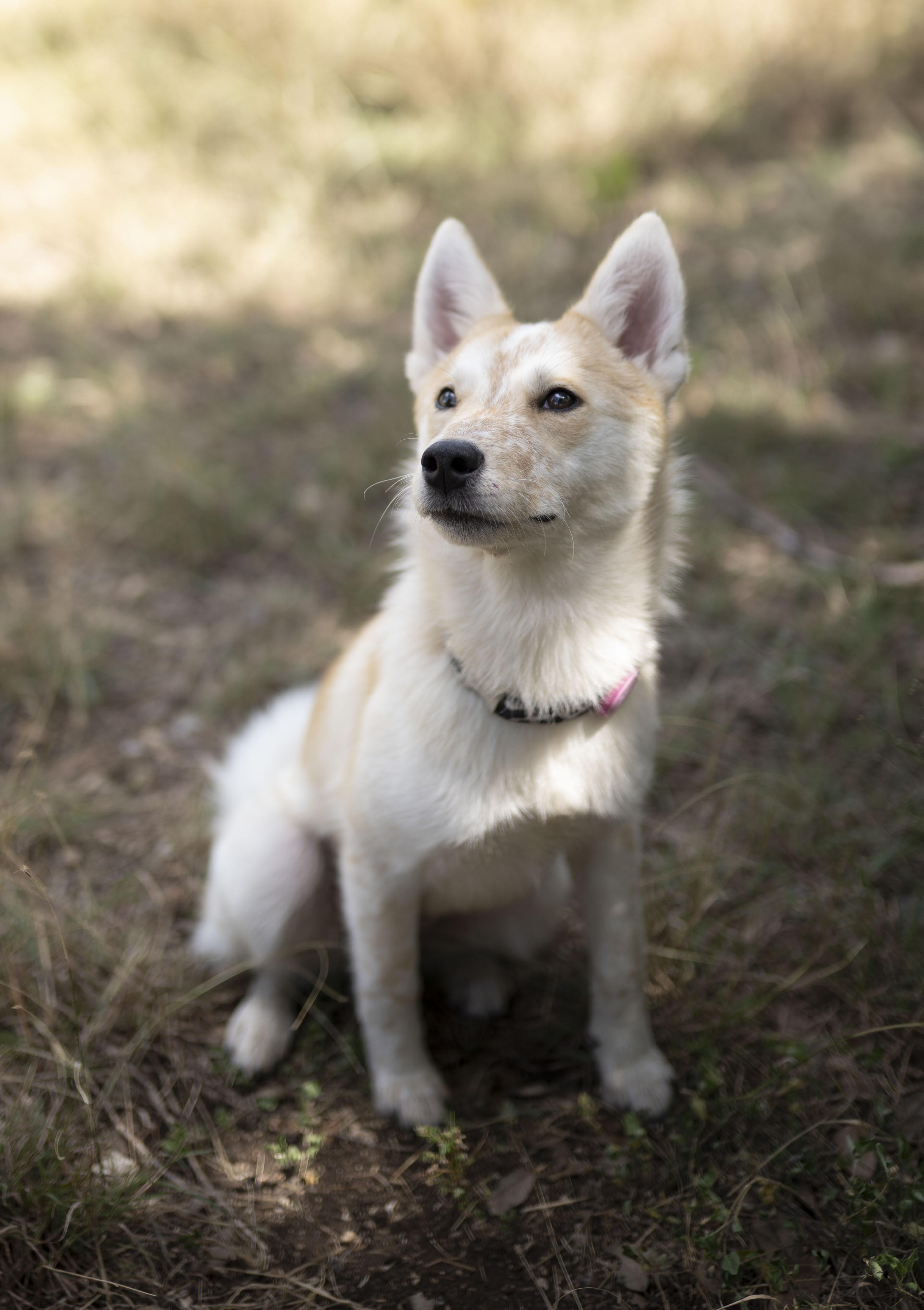 Enlarge Yuzu, a Adoptable mixed breed in Driftwood, TX image 2/6