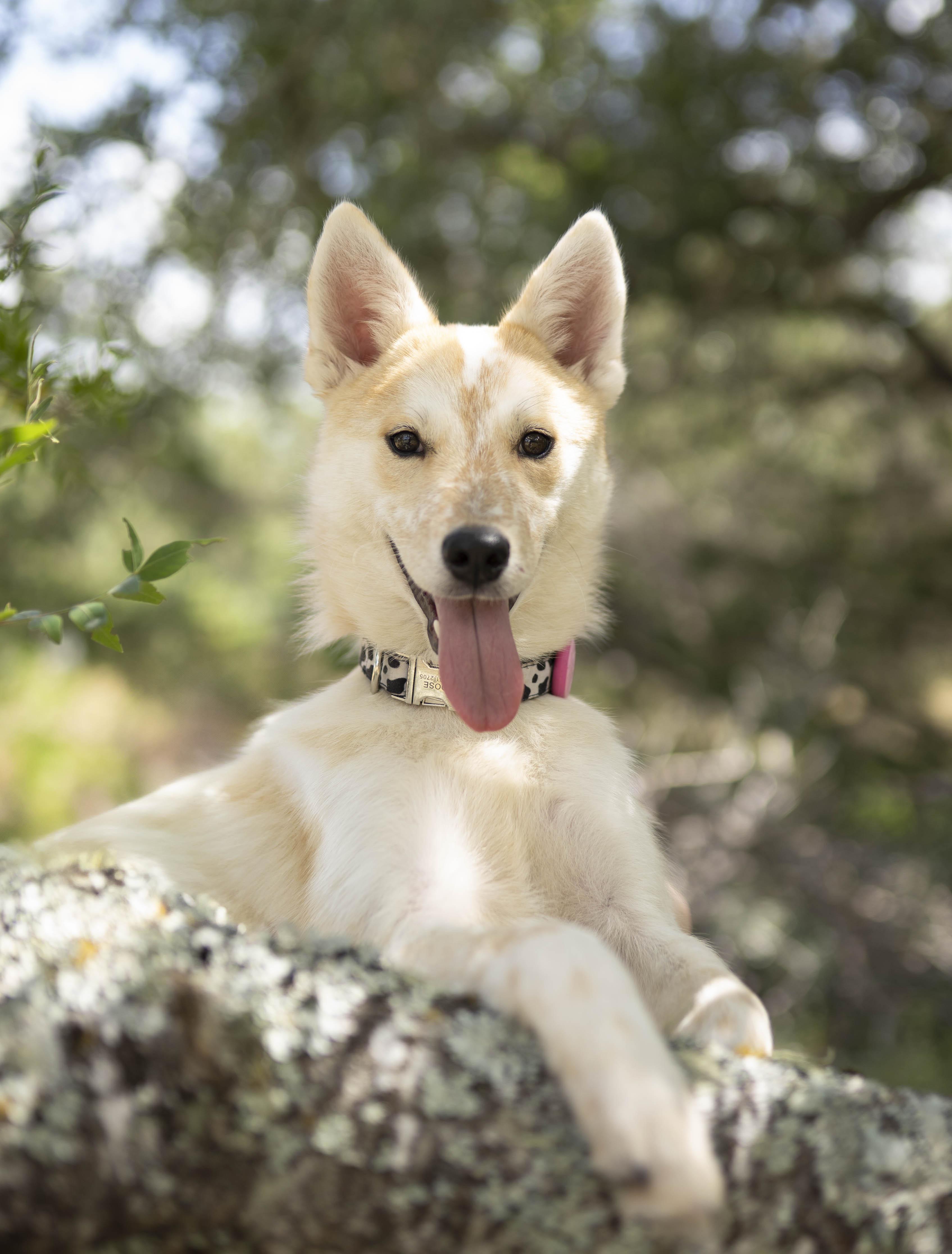 Enlarge Yuzu, a Adoptable mixed breed in Driftwood, TX image 4/6