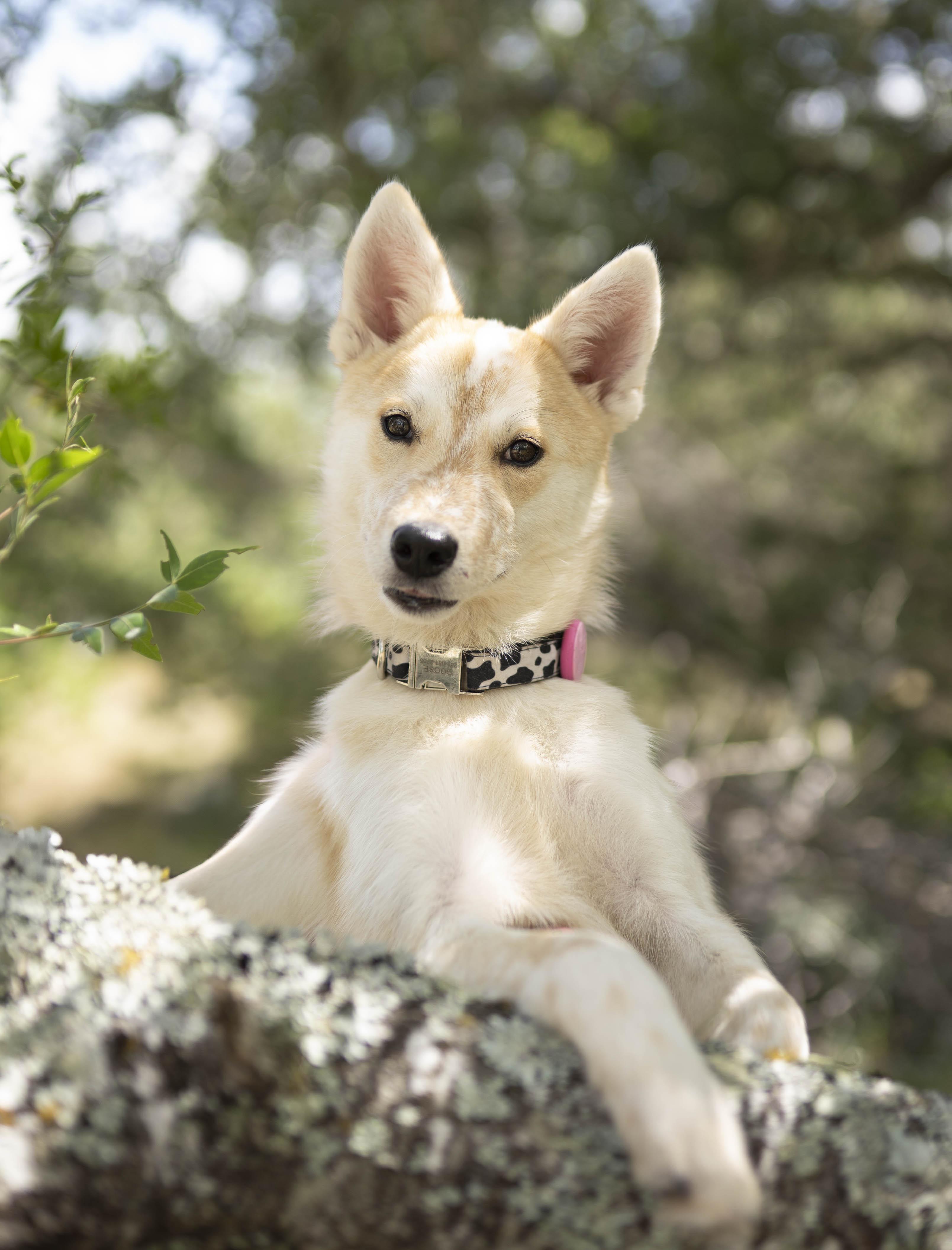 Enlarge Yuzu, a Adoptable mixed breed in Driftwood, TX image 5/6