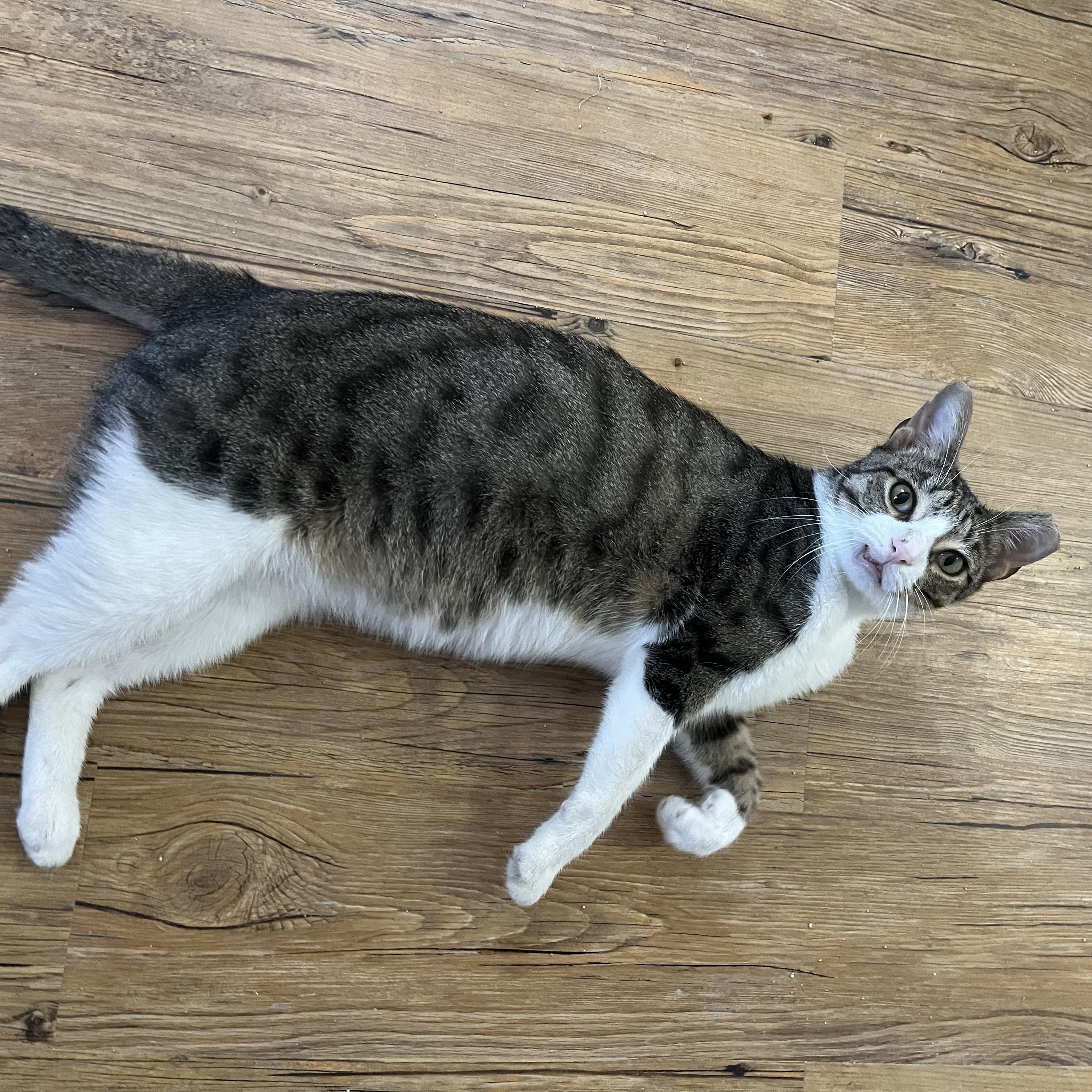 Enlarge Gilligan, a ADOPTABLE Domestic Short Hair in Hammond, LA image 3/4
