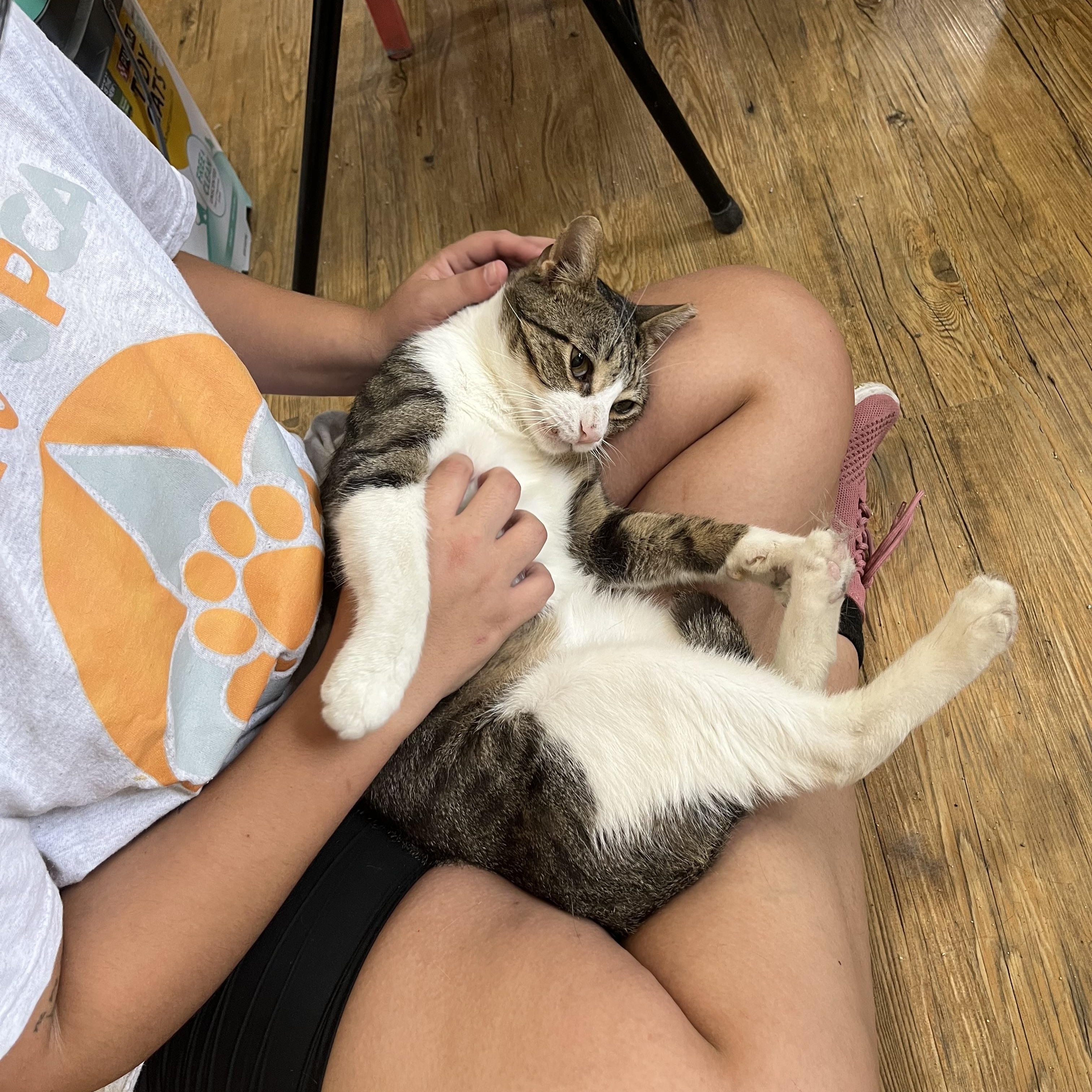 Enlarge Gilligan, a ADOPTABLE Domestic Short Hair in Hammond, LA image 2/4