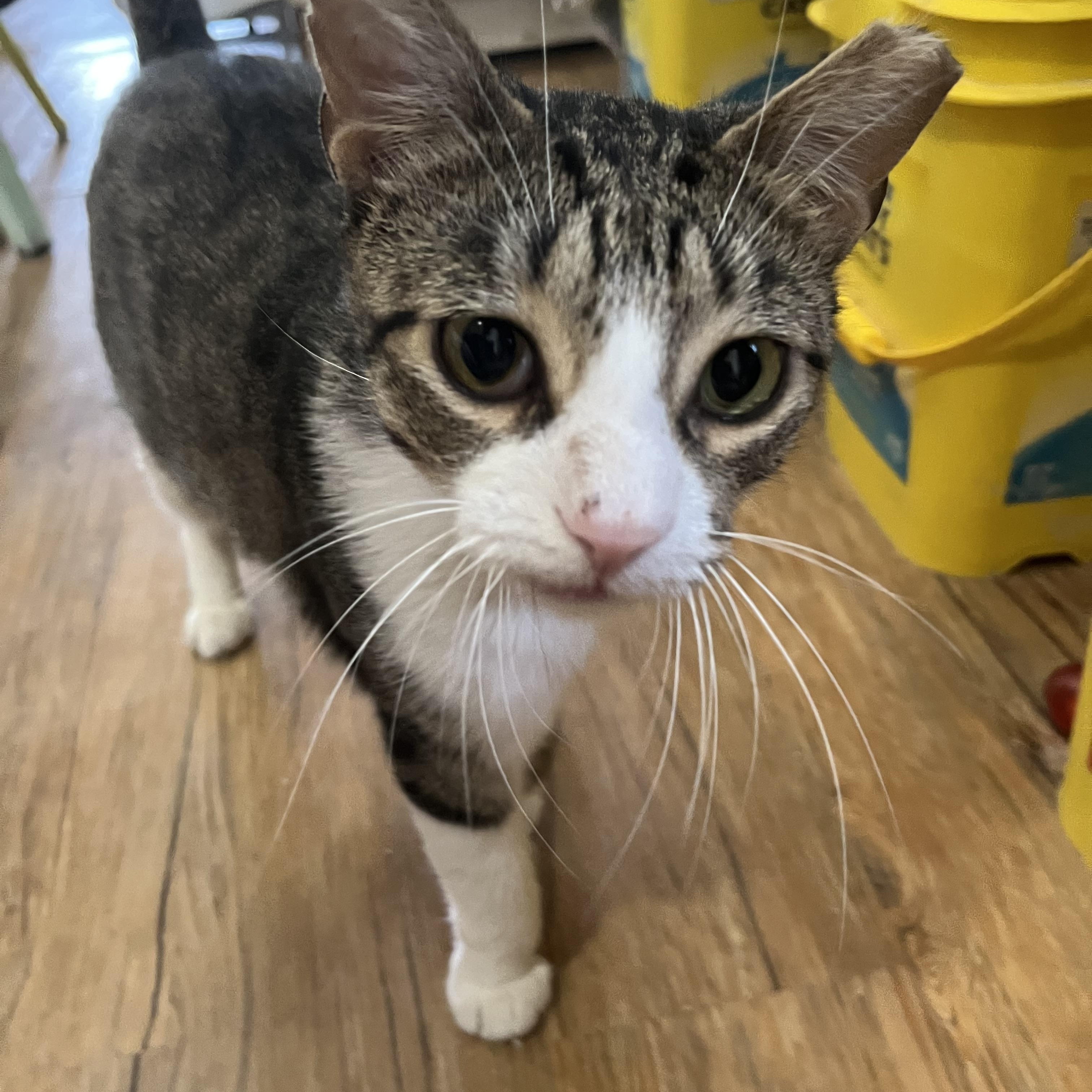Gilligan, ADOPTABLE, Adult Male Domestic Short Hair.