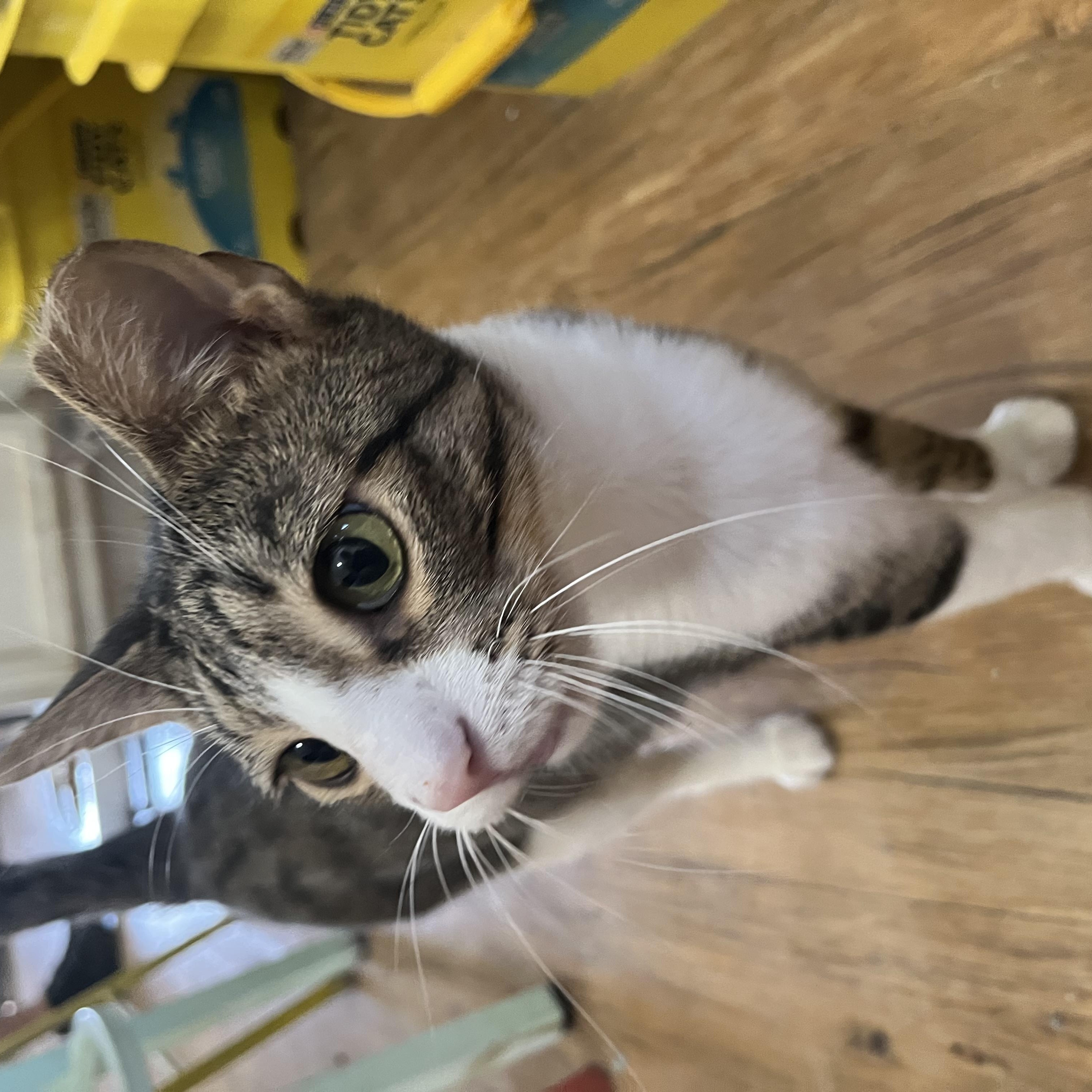 Enlarge Gilligan, a ADOPTABLE Domestic Short Hair in Hammond, LA image 4/4
