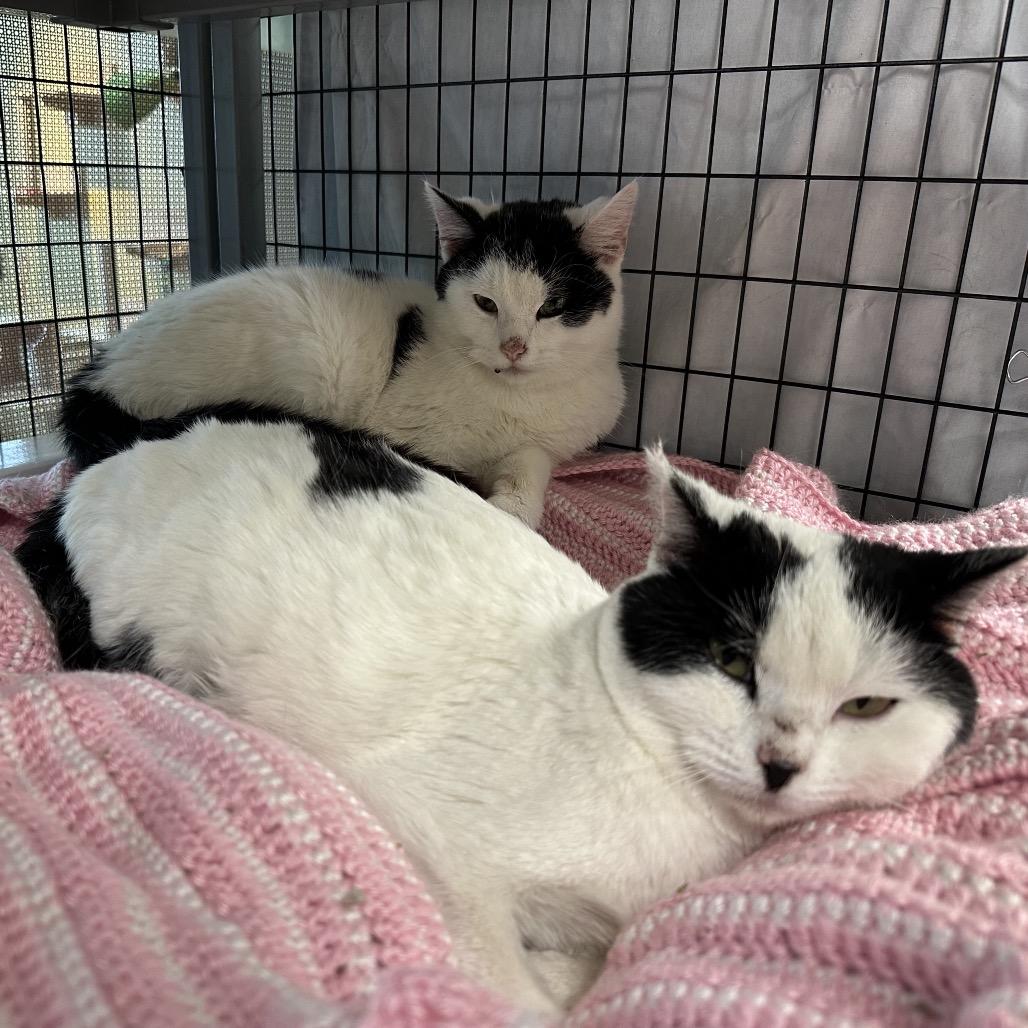 Pearl, Adoptable, Adult Female Domestic Short Hair.