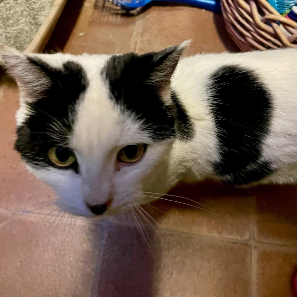 Pearl, a Adoptable Domestic Short Hair image 2/2