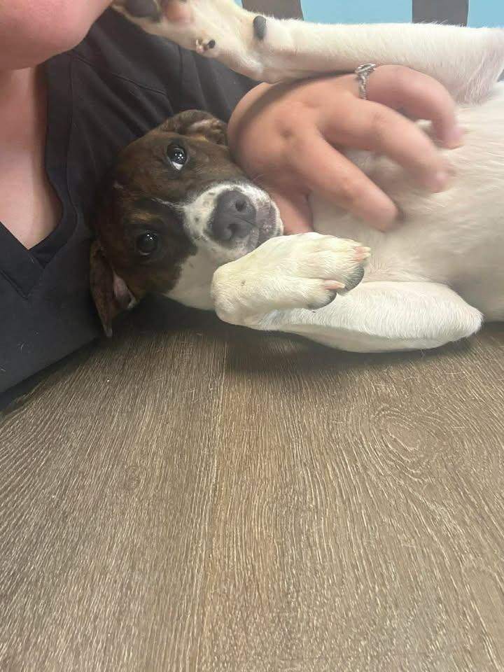 Patsy, Adoptable, Puppy Female Hound.