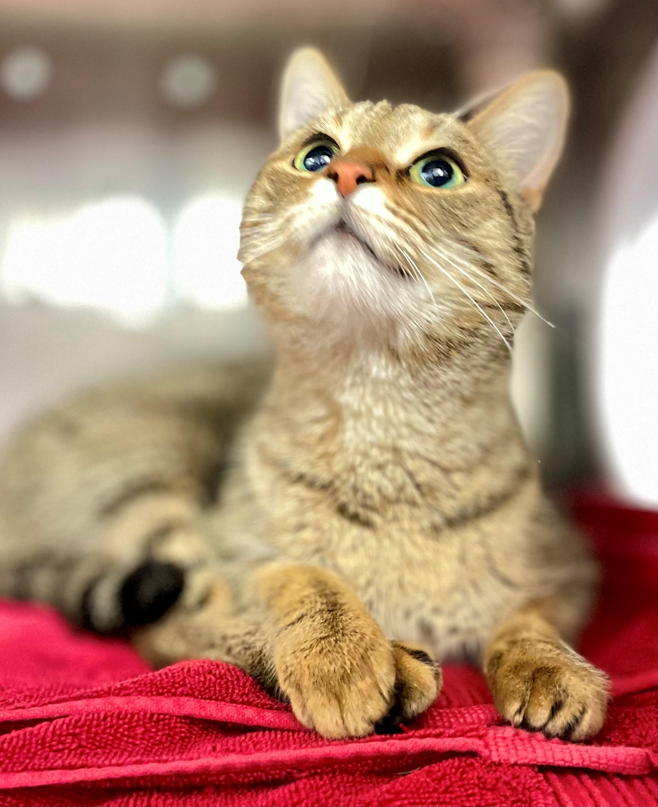 Henna, an adoptable Domestic Short Hair in Hamilton, ON image 1/3