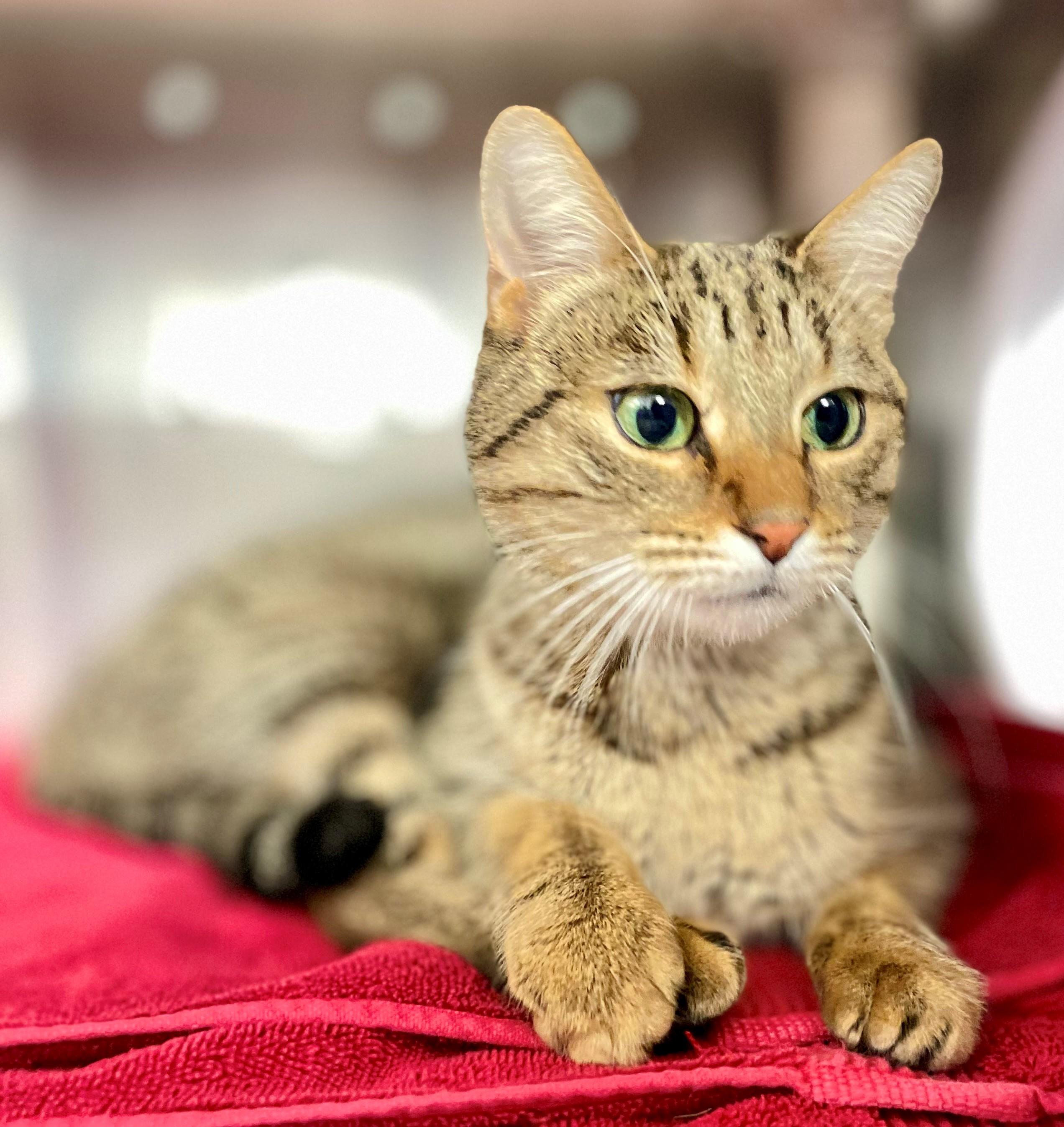 Henna, an adoptable Domestic Short Hair in Hamilton, ON image 3/3