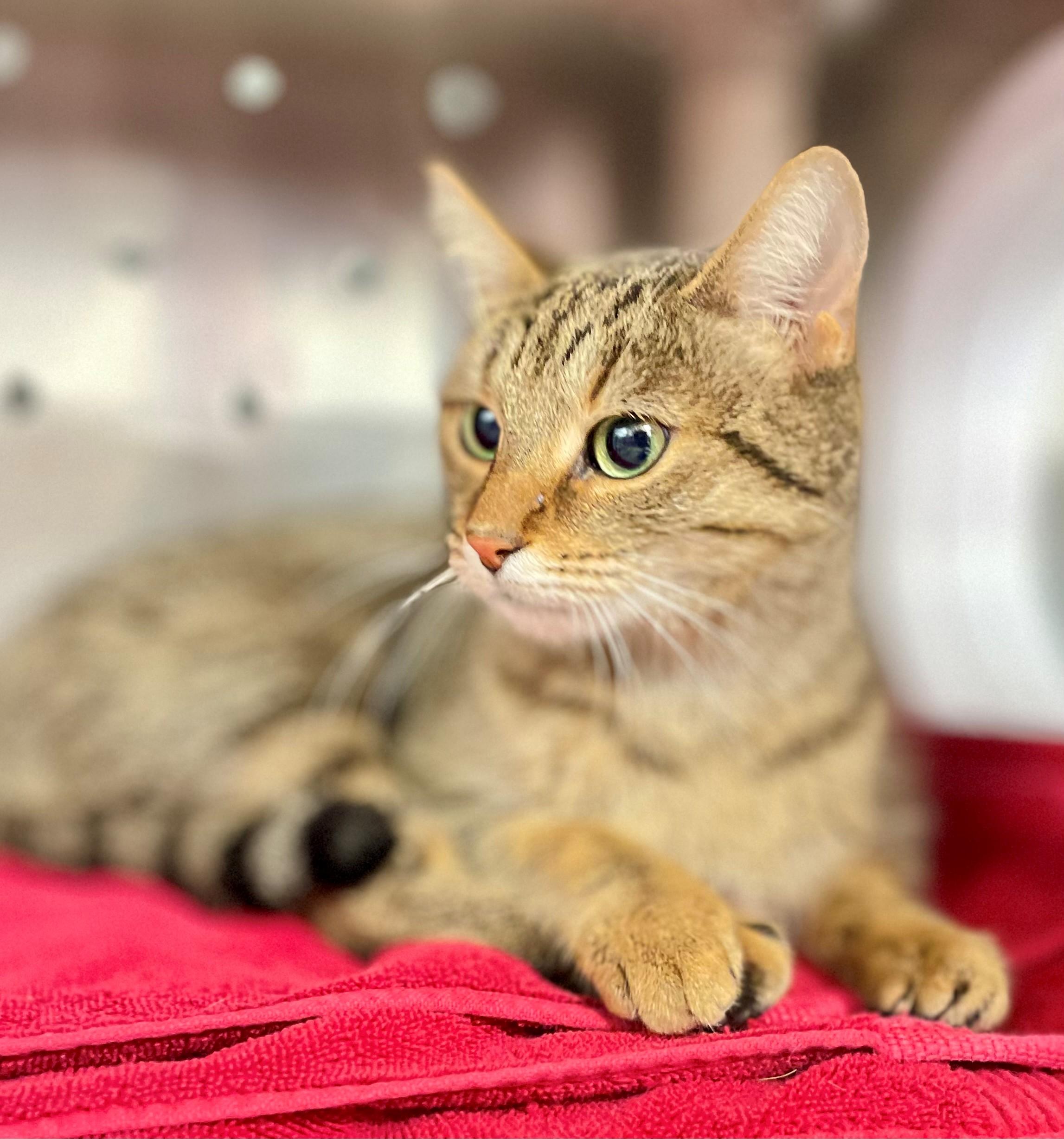 Henna, an adoptable Domestic Short Hair in Hamilton, ON image 2/3