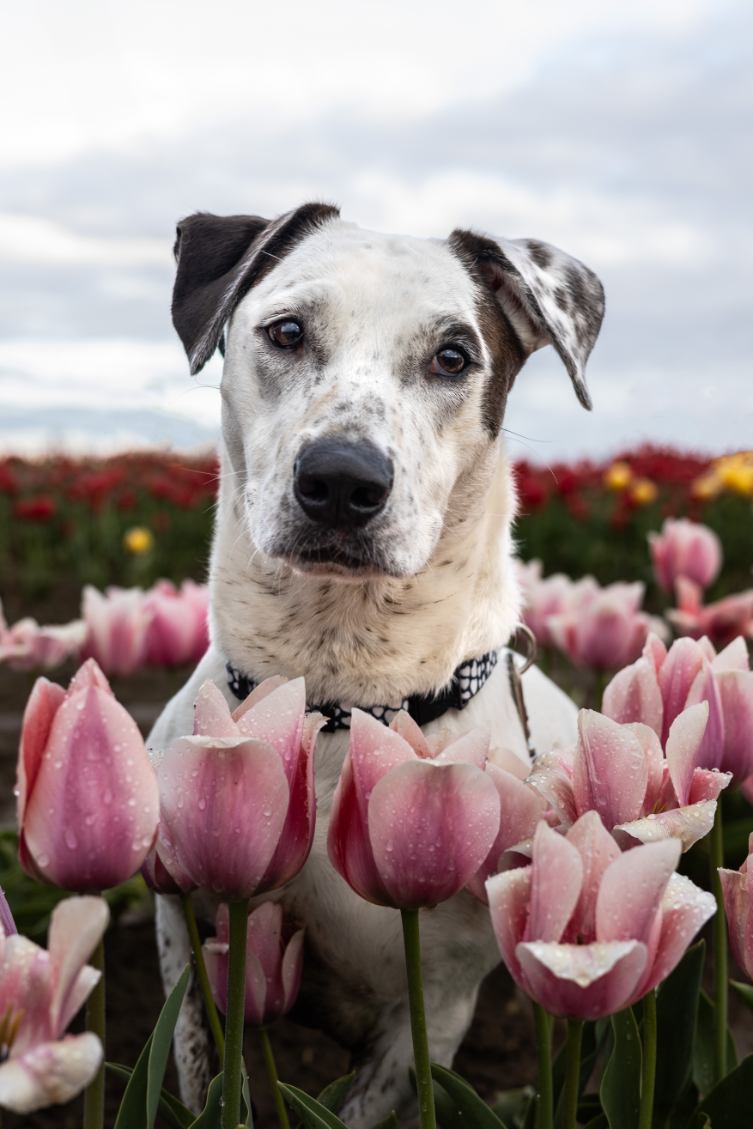 Enlarge Mandy, a Adoptable mixed breed in Portland, OR image 1/7