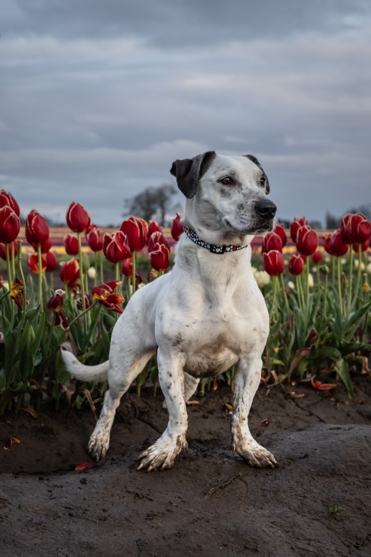 Enlarge Mandy, a Adoptable mixed breed in Portland, OR image 2/7