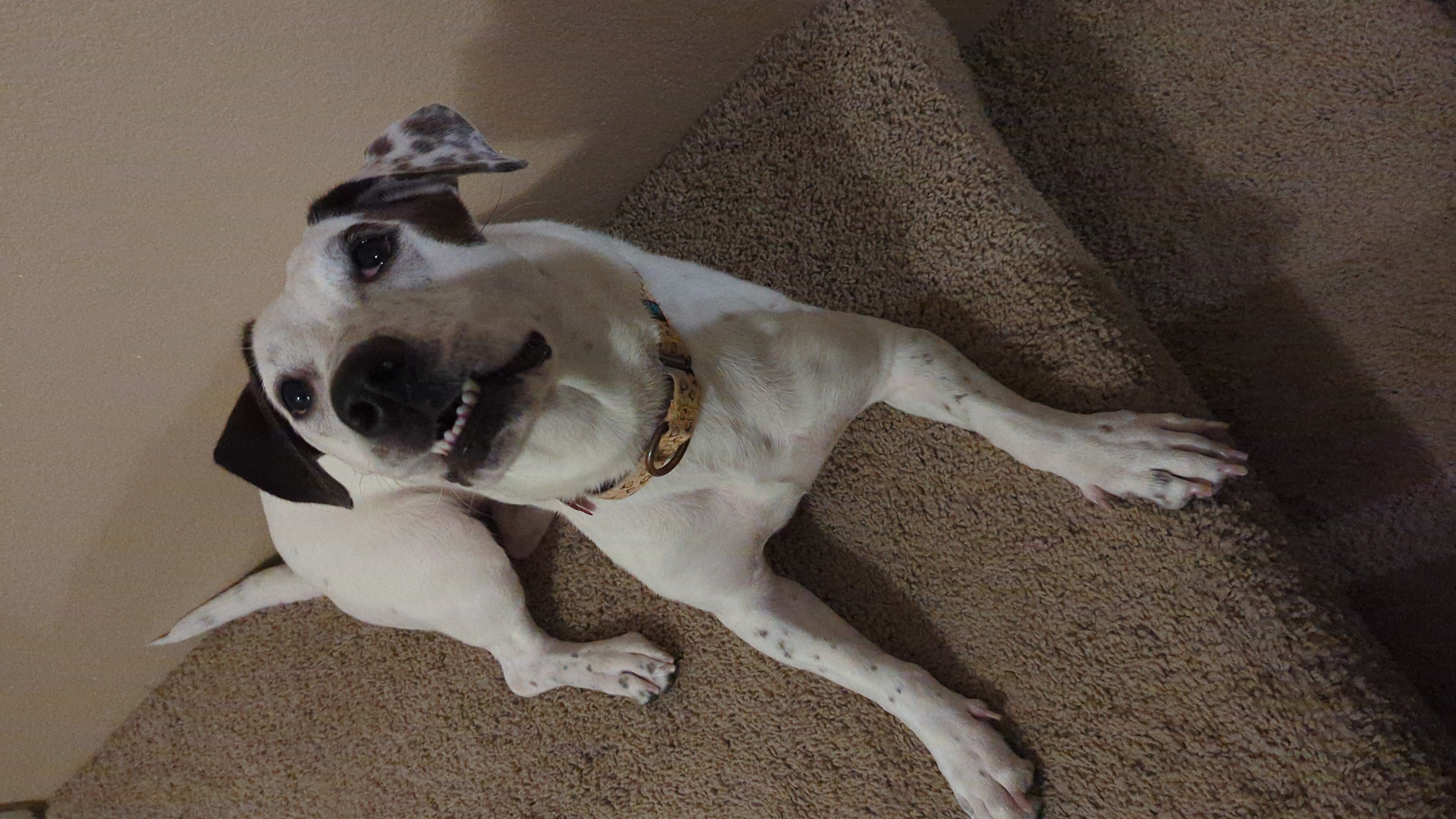 Enlarge Mandy, a Adoptable mixed breed in Portland, OR image 3/7