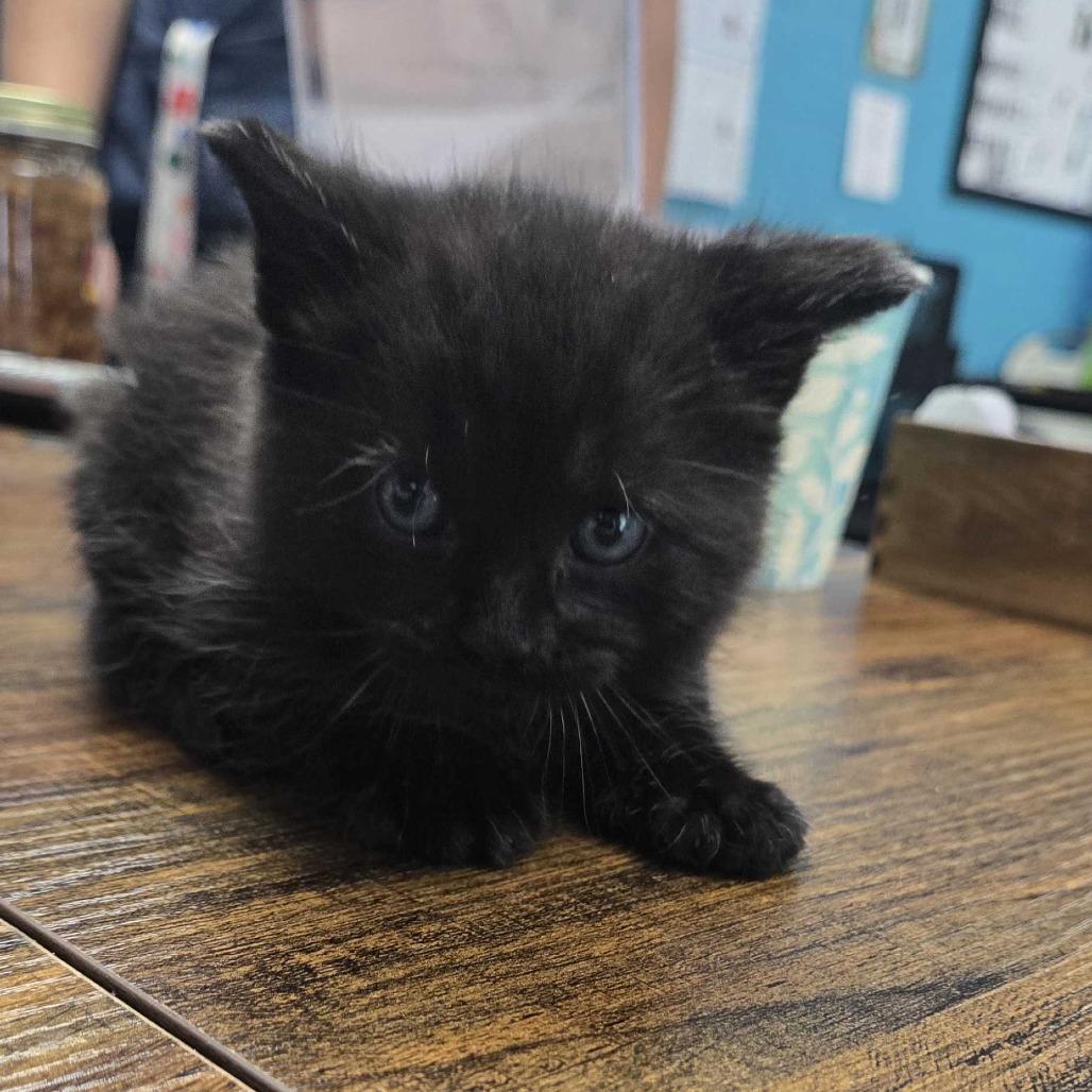 Enlarge Marty, a Adoptable Domestic Short Hair in Asheville, NC image 1/1