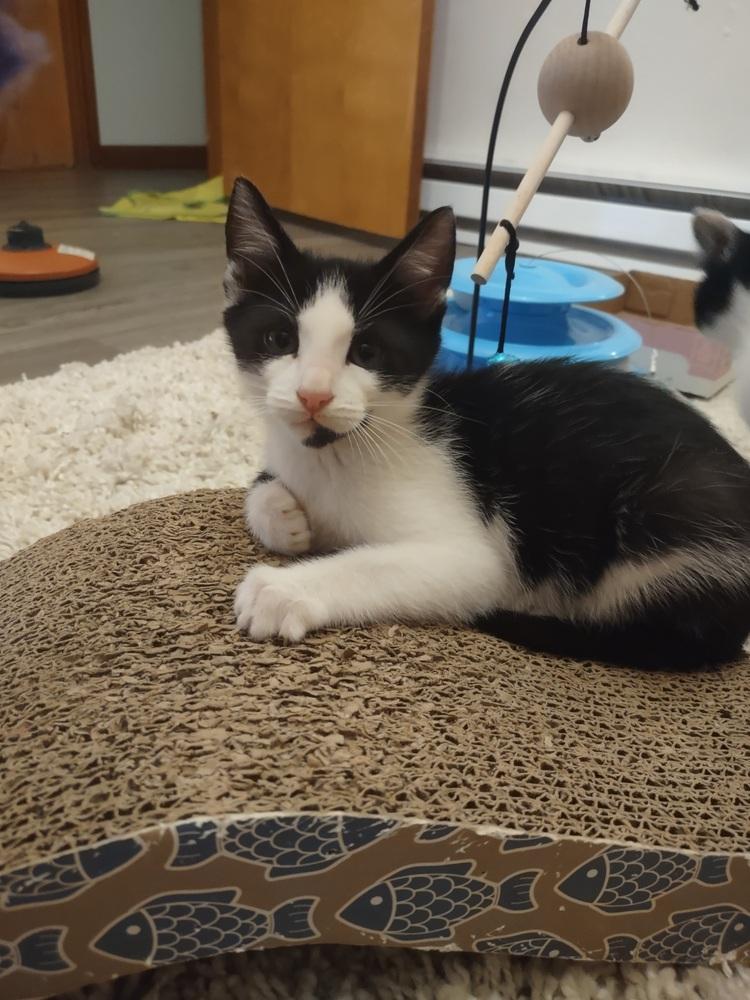 Bruno, Adoptable, Kitten Male Domestic Short Hair.