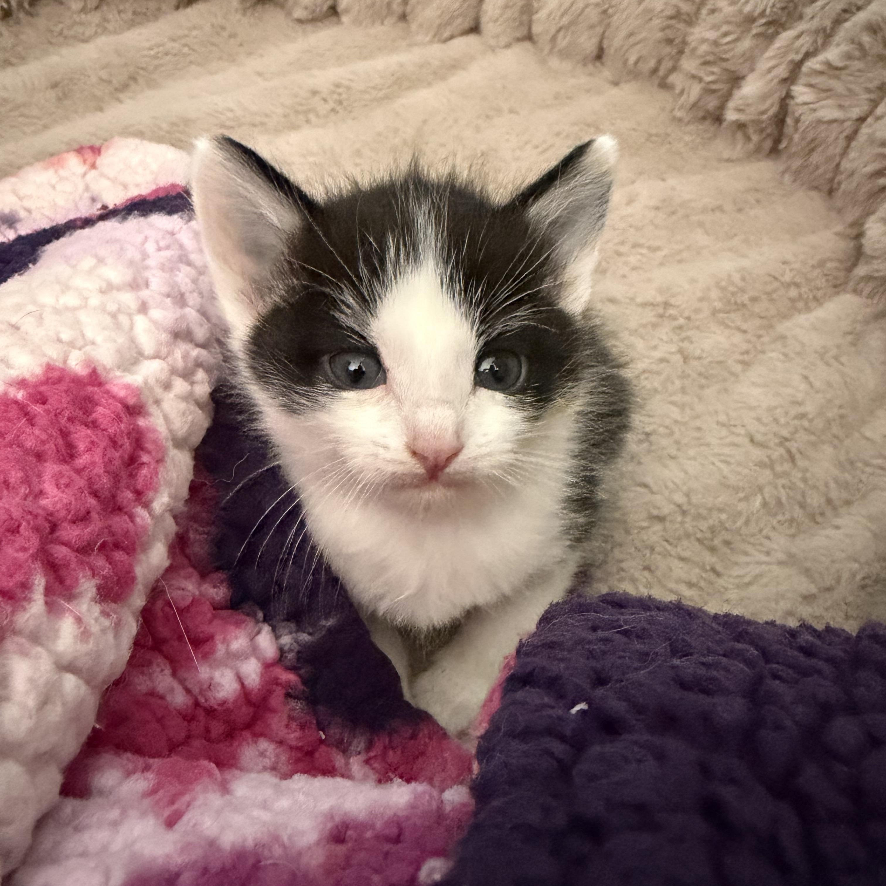 Squeak, Adoptable, Kitten Male Domestic Short Hair.