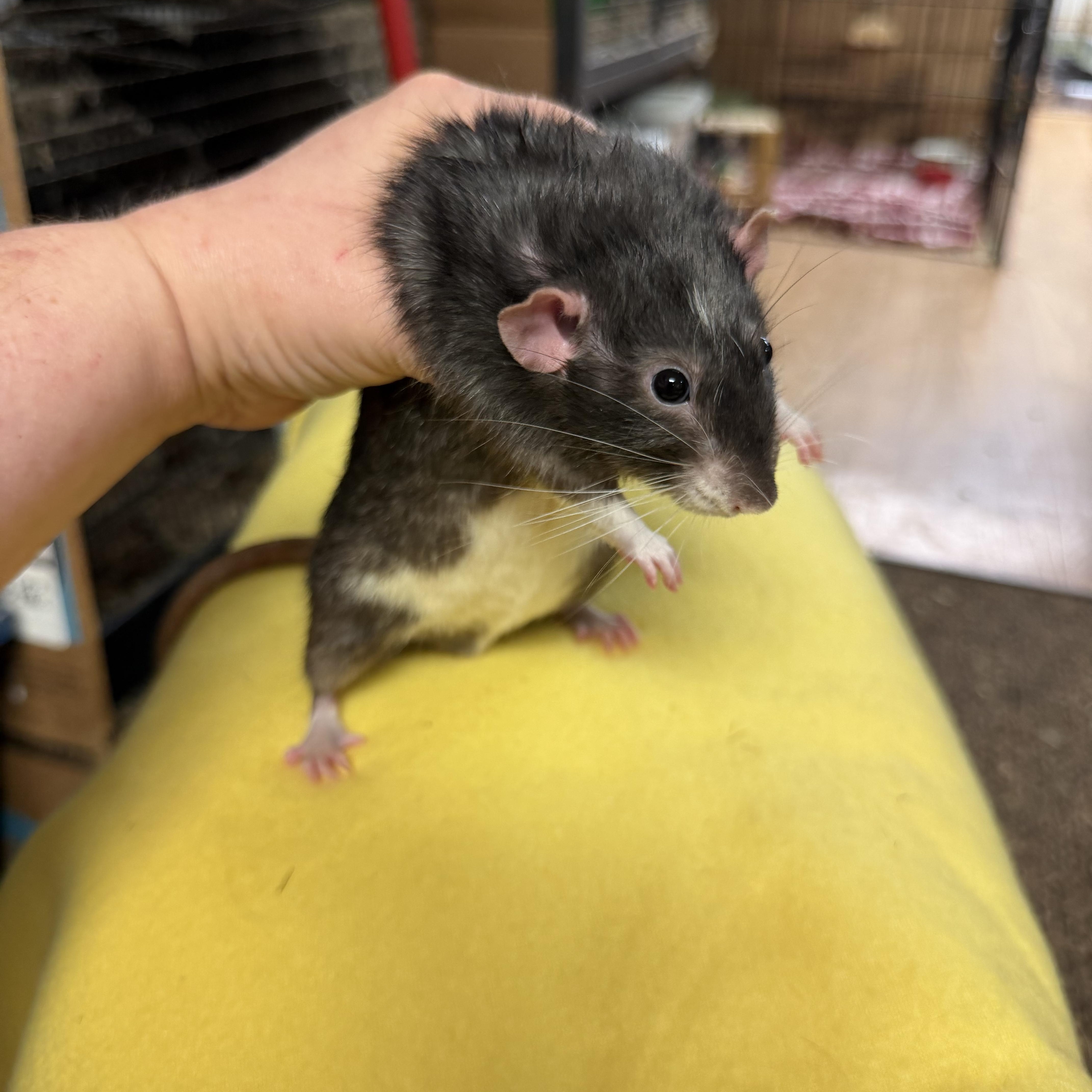 4 boys, ADOPTABLE, Adult Male Rat.