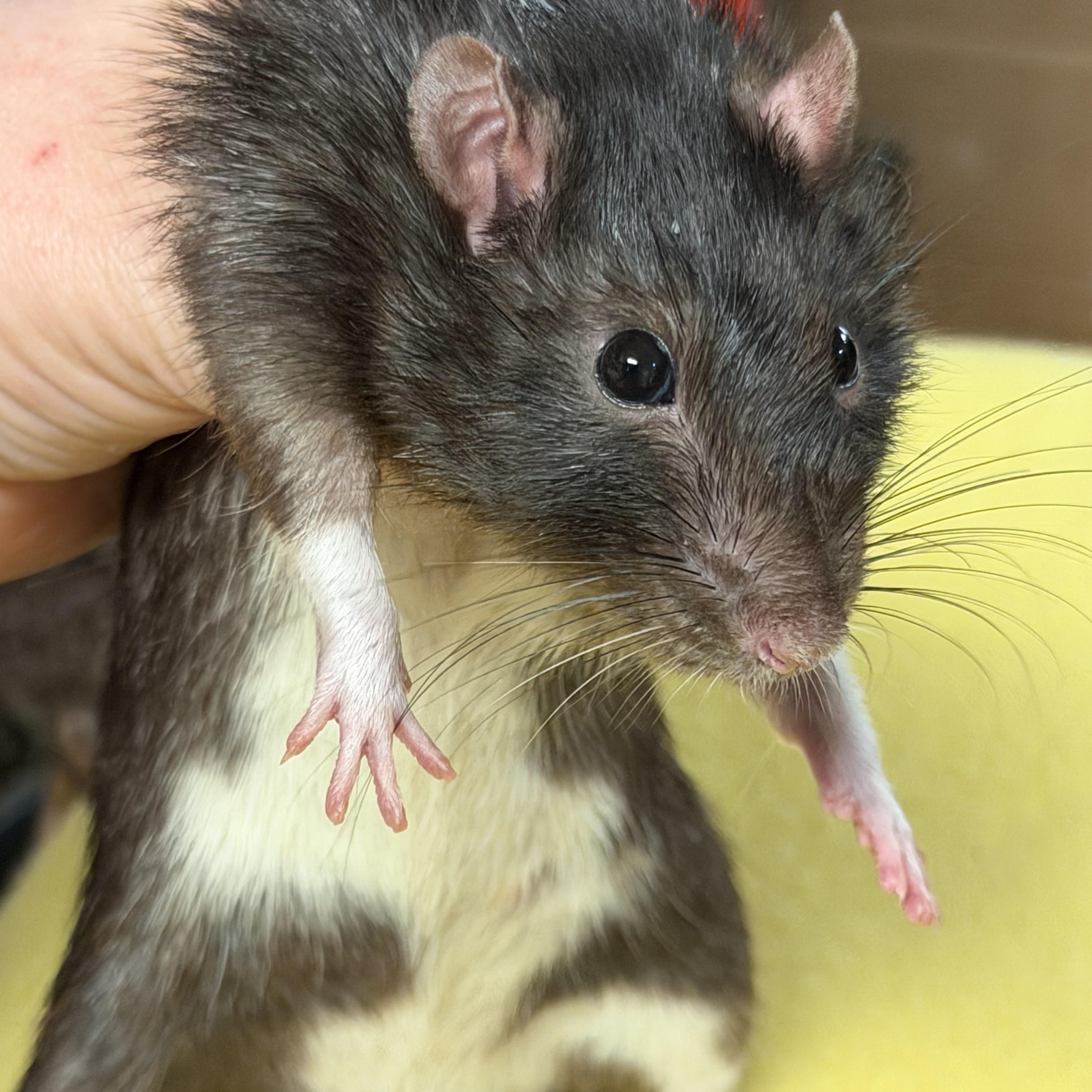 Enlarge 4 boys, a ADOPTABLE Rat in Edinburg, PA image 3/5