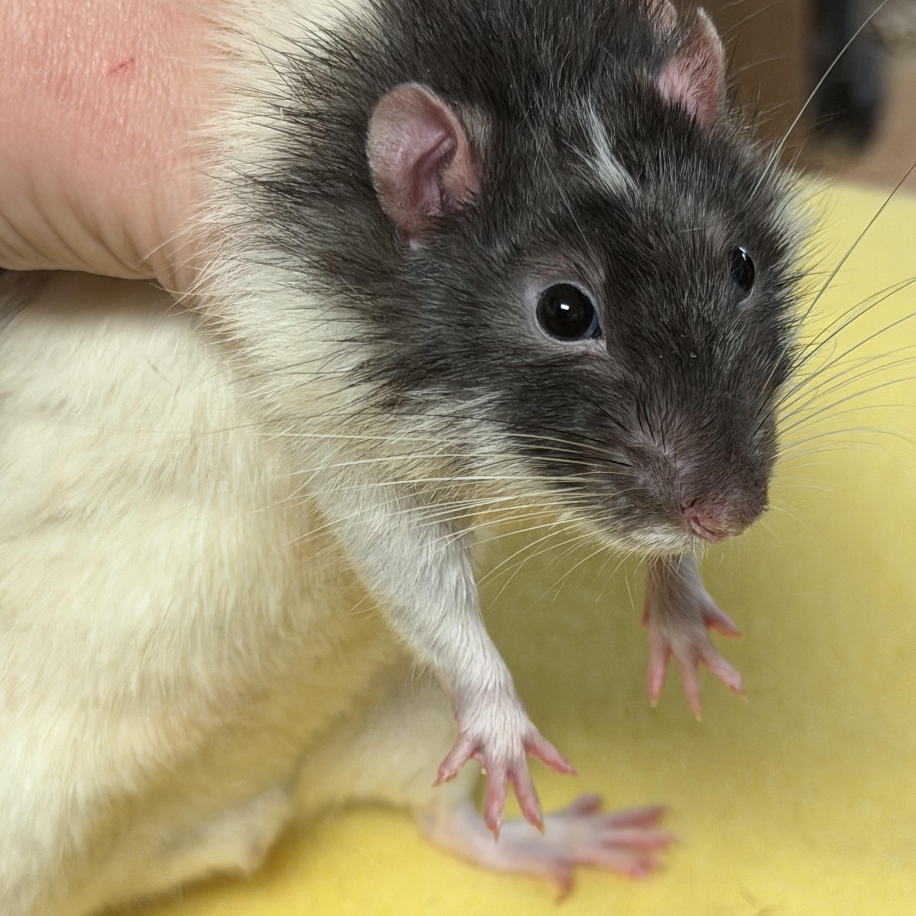 Enlarge 4 boys, a ADOPTABLE Rat in Edinburg, PA image 2/5