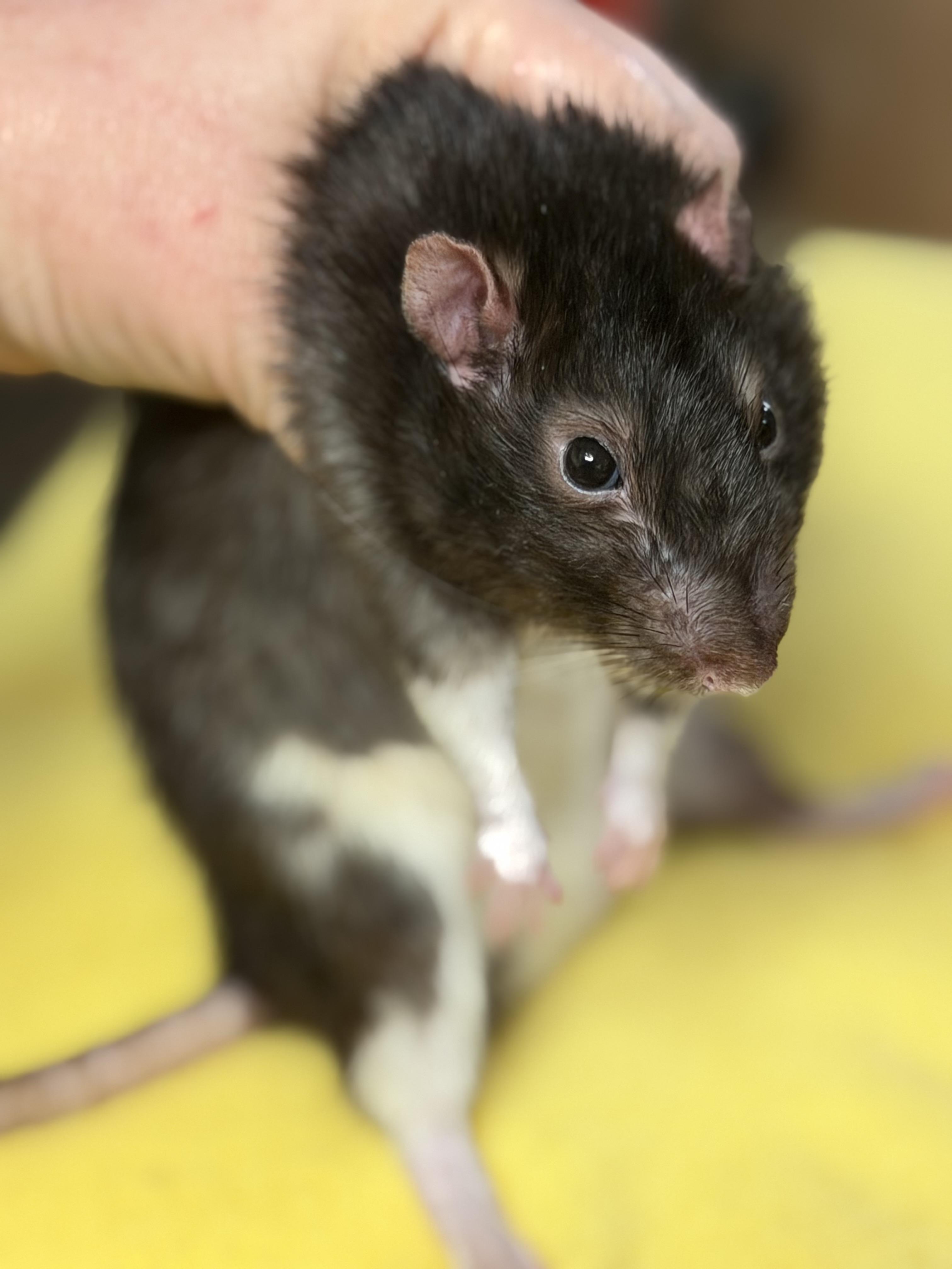 Enlarge 4 boys, a ADOPTABLE Rat in Edinburg, PA image 4/5