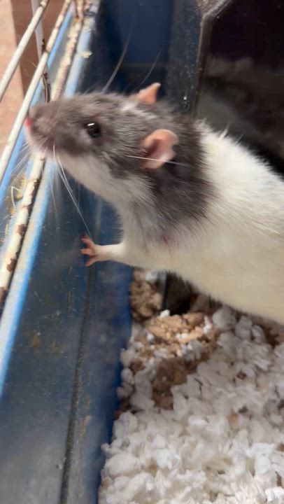 Enlarge 4 boys, a ADOPTABLE Rat in Edinburg, PA video 5/5