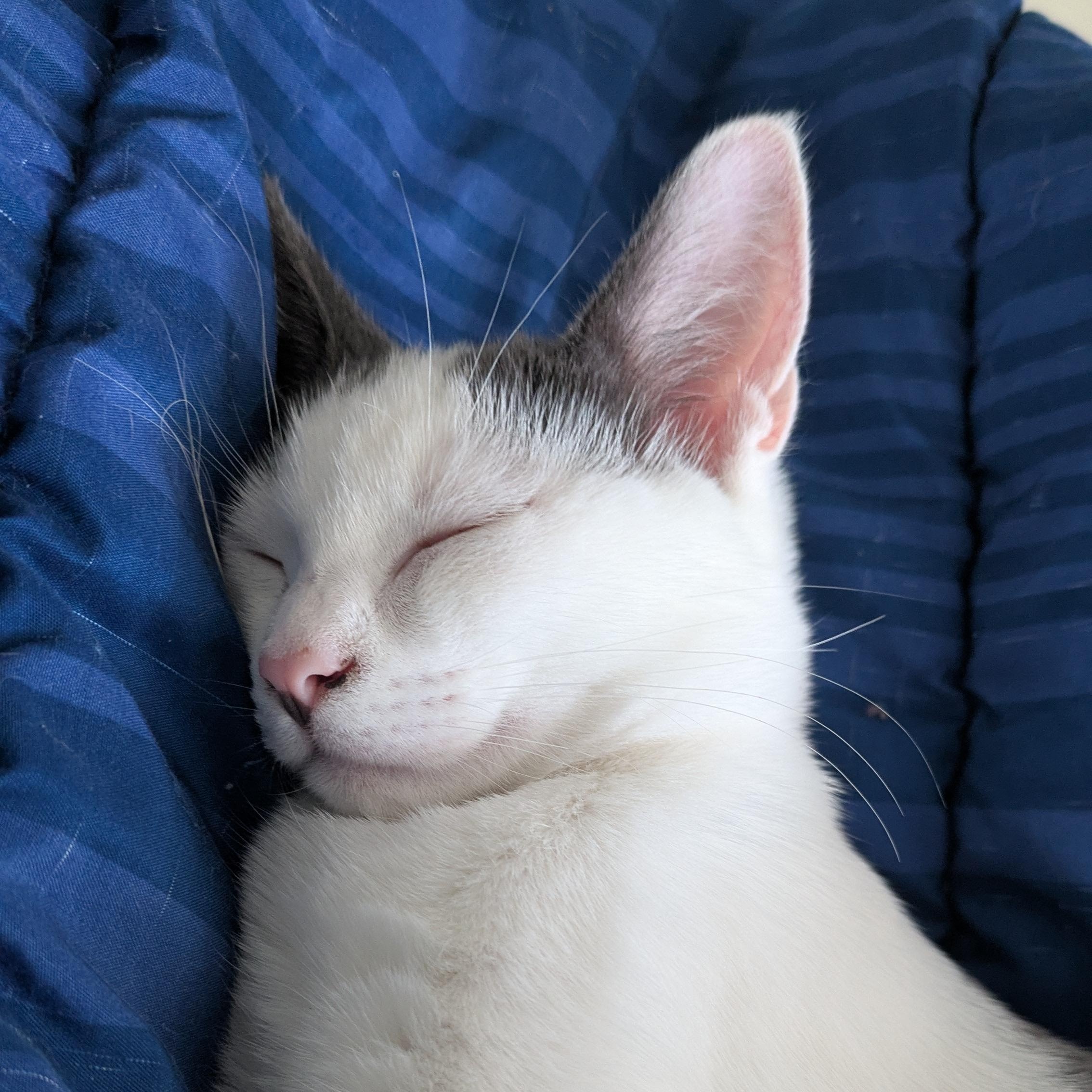 Blue the Social Butterfly, Adoptable, Kitten Male Domestic Short Hair.