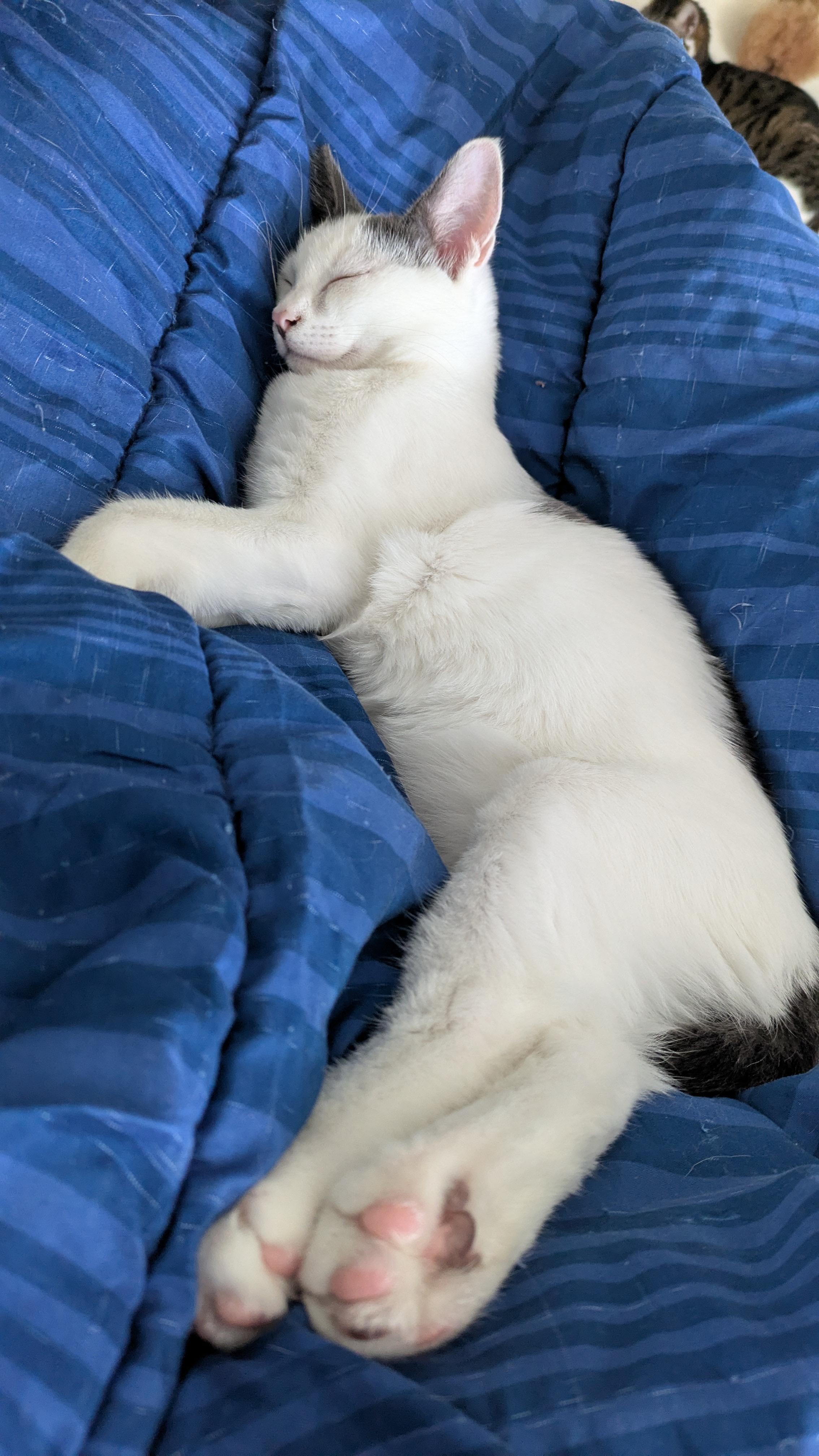 Blue the Social Butterfly