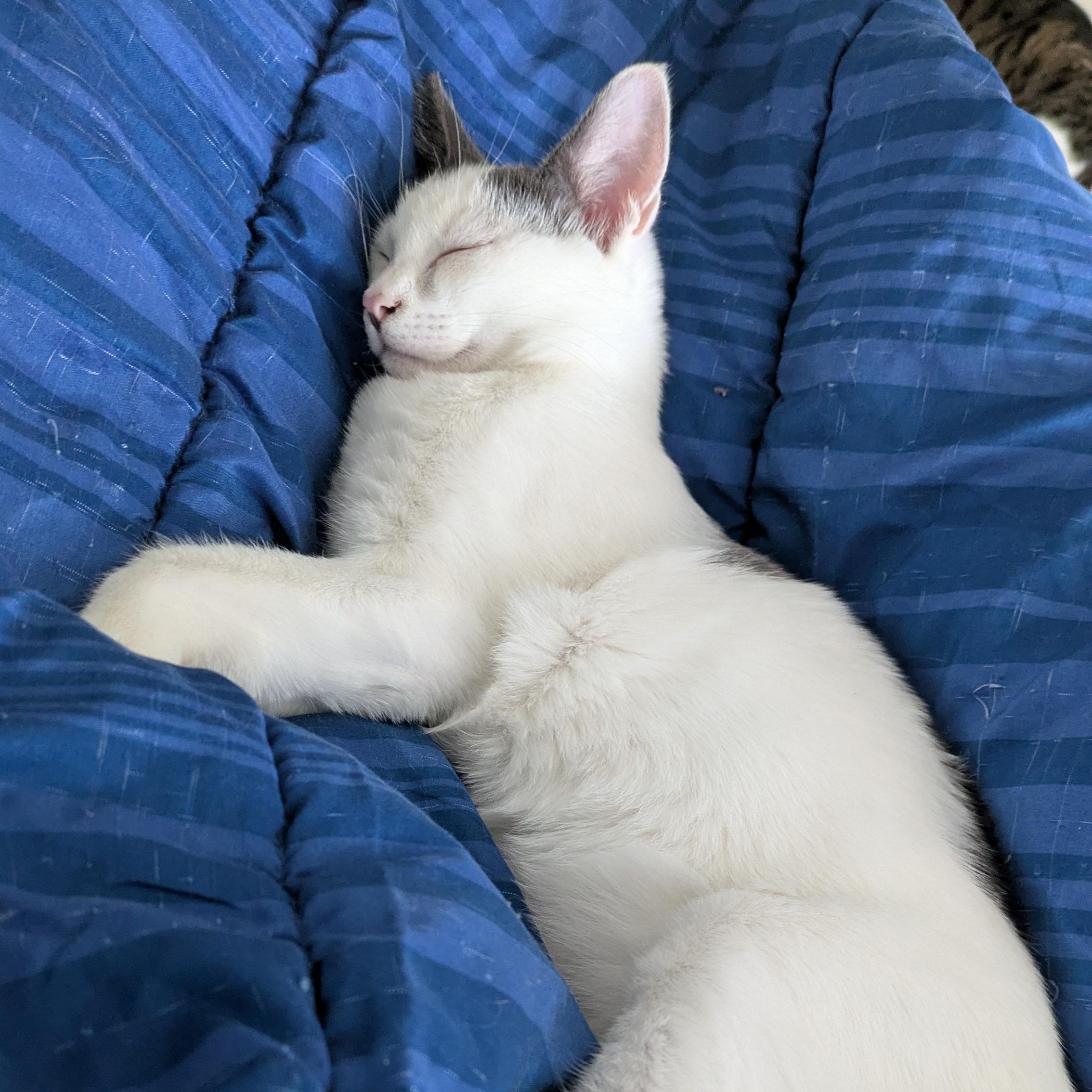 Blue the Social Butterfly, a Adoptable Domestic Short Hair in Portland, OR image 2/6