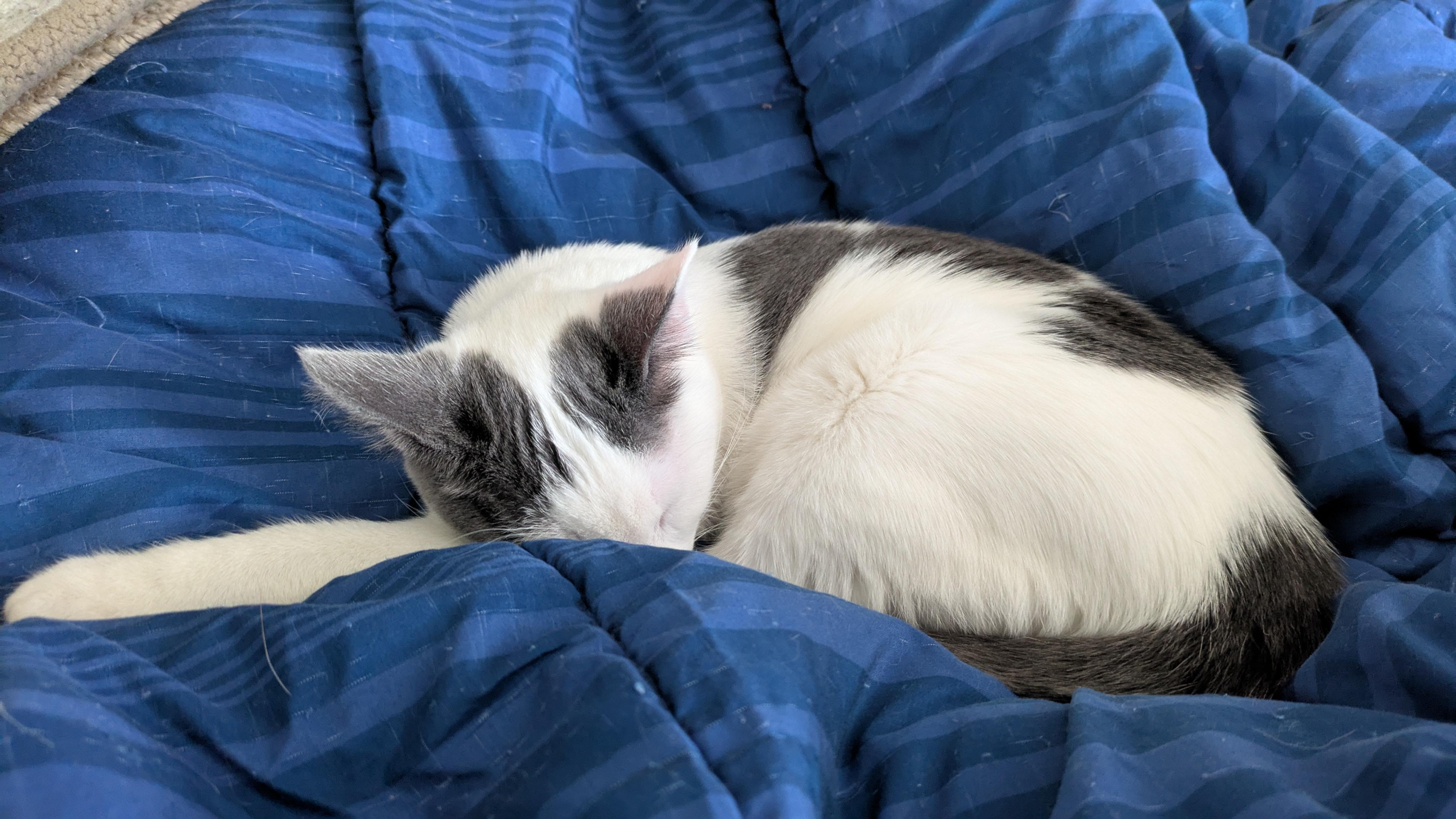 Blue the Social Butterfly