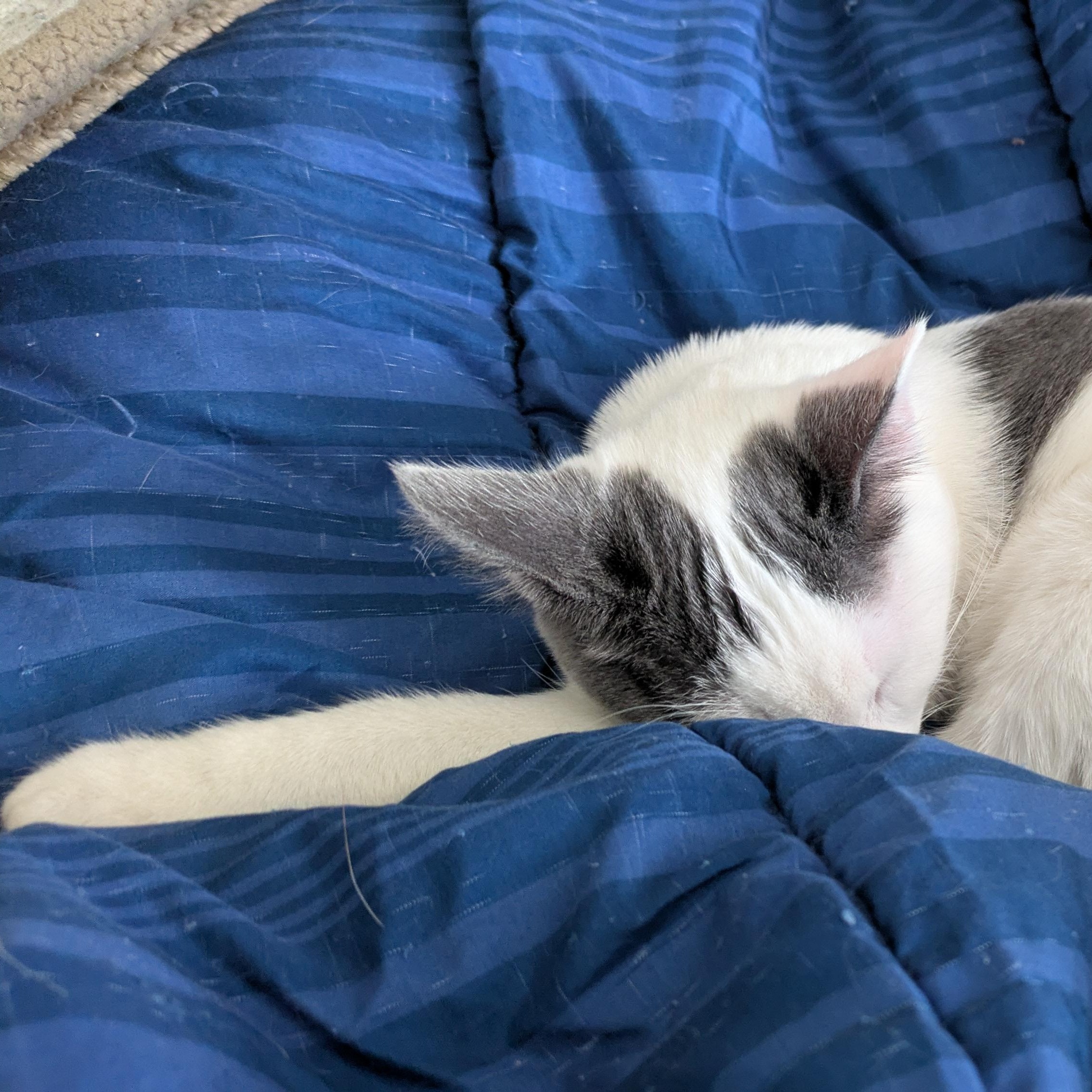 Blue the Social Butterfly, a Adoptable Domestic Short Hair in Portland, OR image 3/6