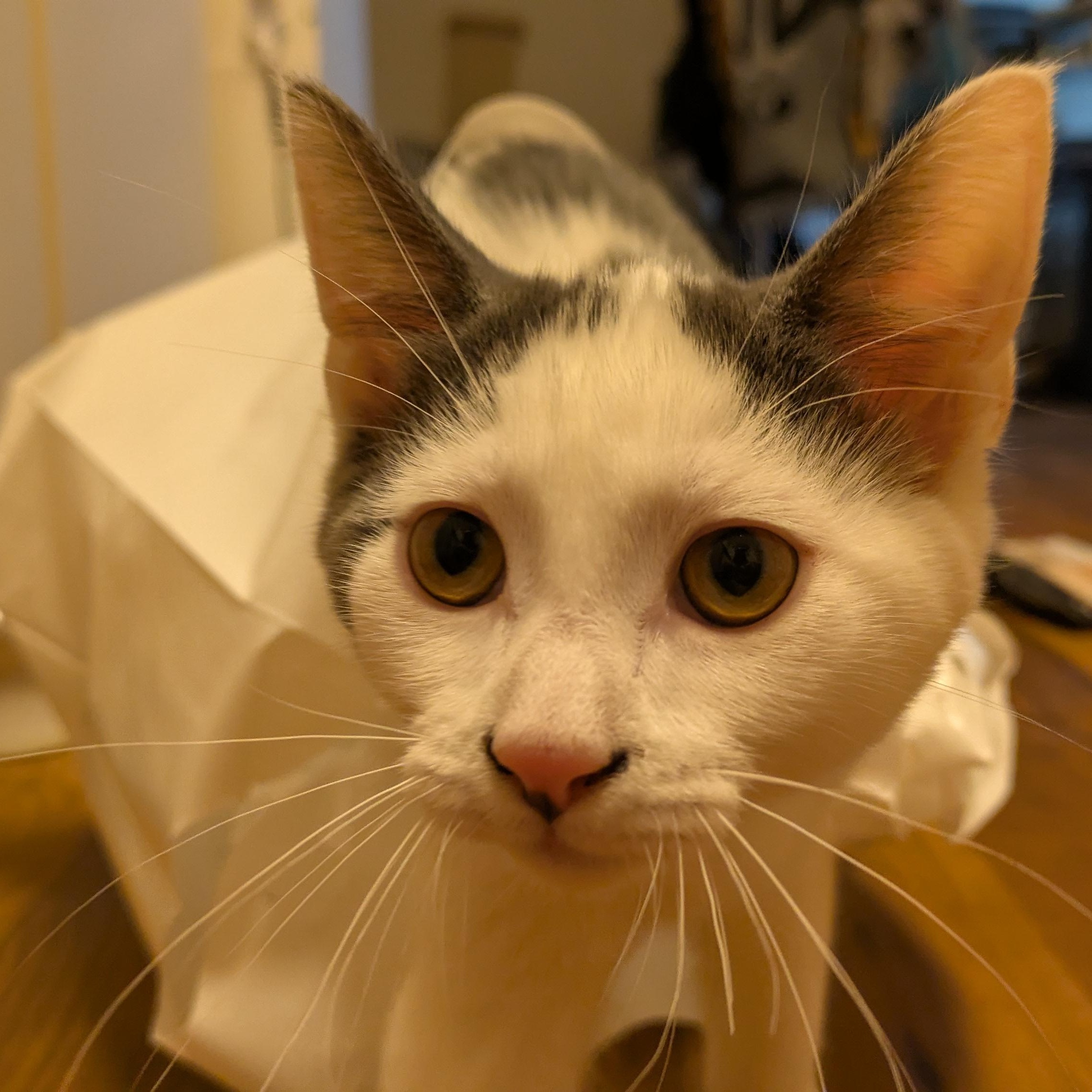 Blue the Social Butterfly, a Adoptable Domestic Short Hair in Portland, OR image 4/6