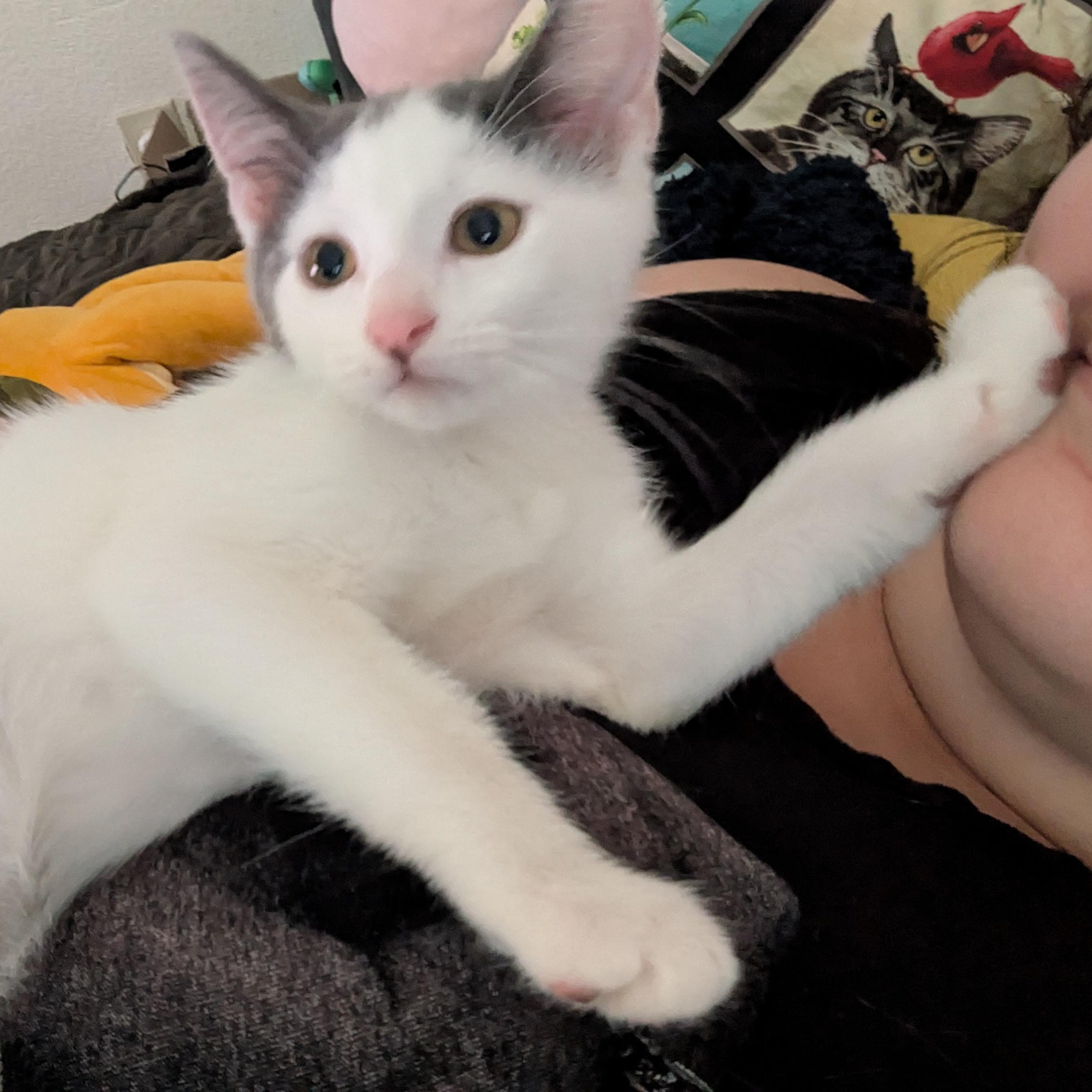 Blue the Social Butterfly, a Adoptable Domestic Short Hair in Portland, OR image 6/6