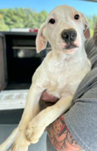 Enlarge Kisses, a Adoptable Mixed Breed in Appleton, WI image 2/2