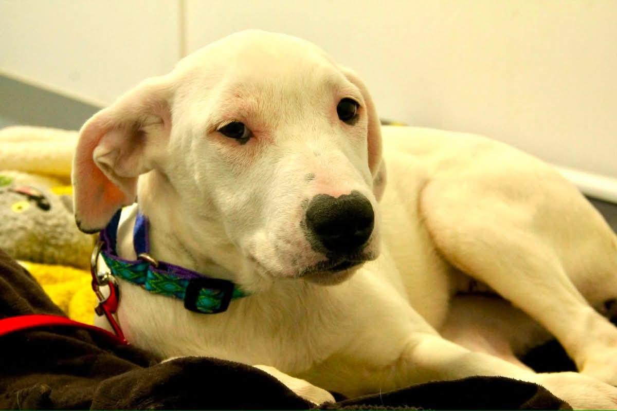 Kisses, Adoptable, Young Female Mixed Breed.