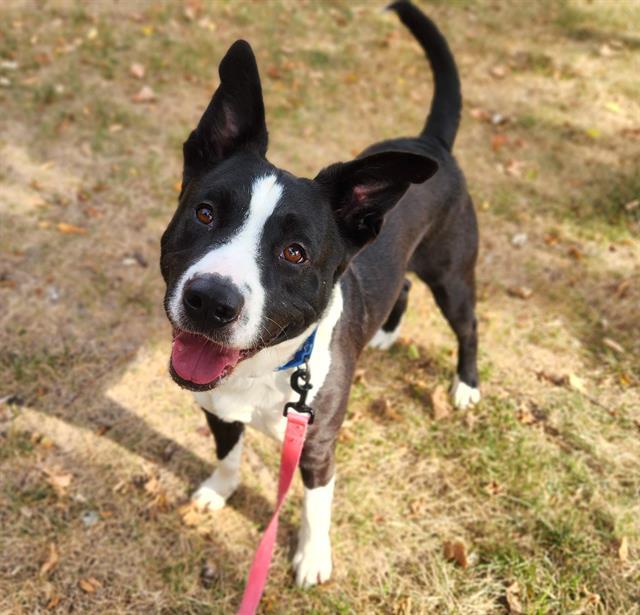 Enlarge KASH, a Adoptable mixed breed in Minneapolis, MN image 1/1