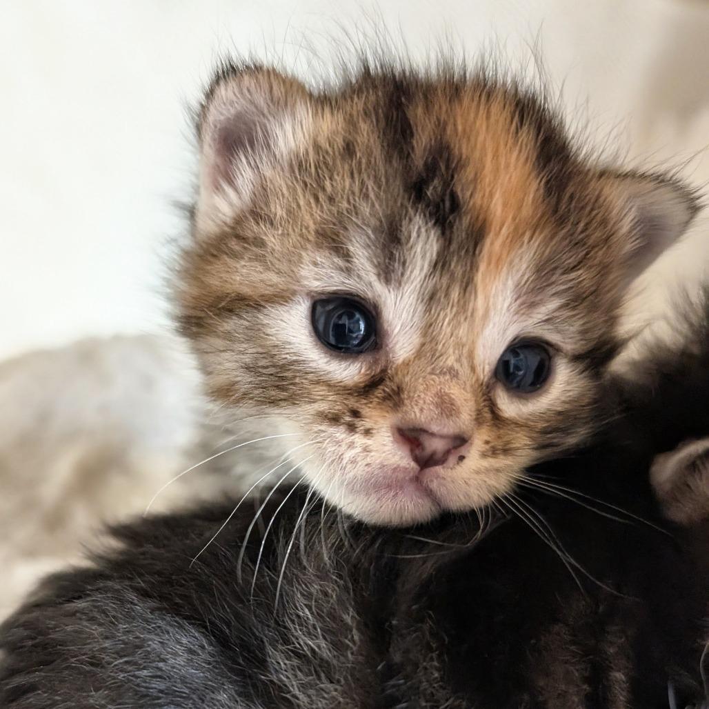 Latte, Adoptable, Kitten Female Domestic Short Hair.