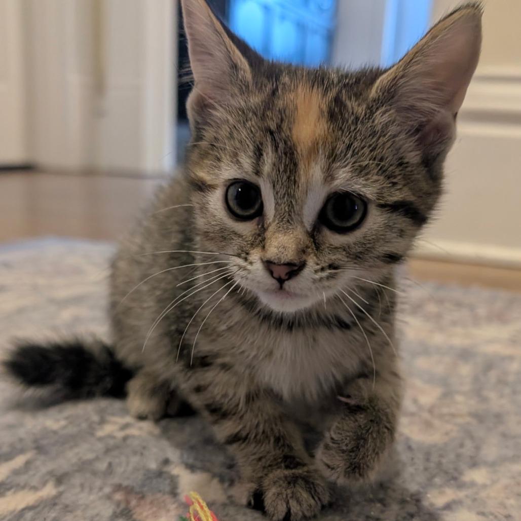 Enlarge Latte, a Adoptable Domestic Short Hair in Wadena, MN image 2/6