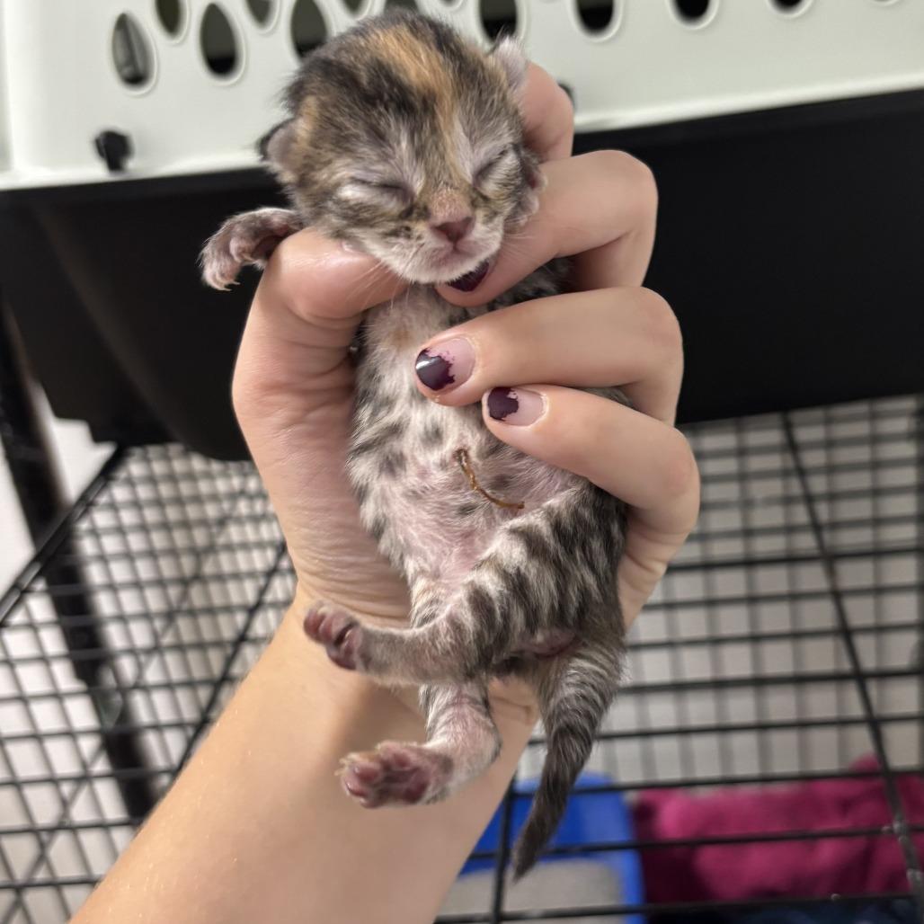 Enlarge Latte, a Adoptable Domestic Short Hair in Wadena, MN image 3/6
