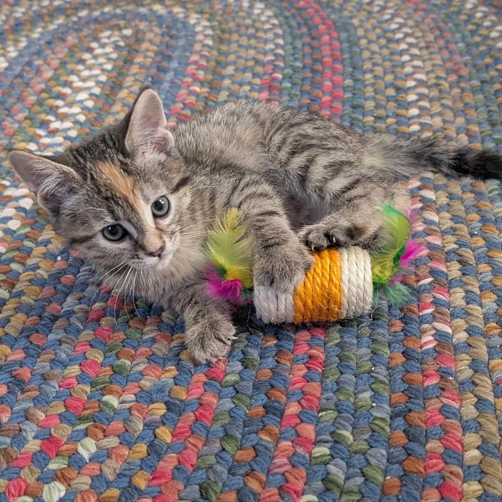 Enlarge Latte, a Adoptable Domestic Short Hair in Wadena, MN image 4/6