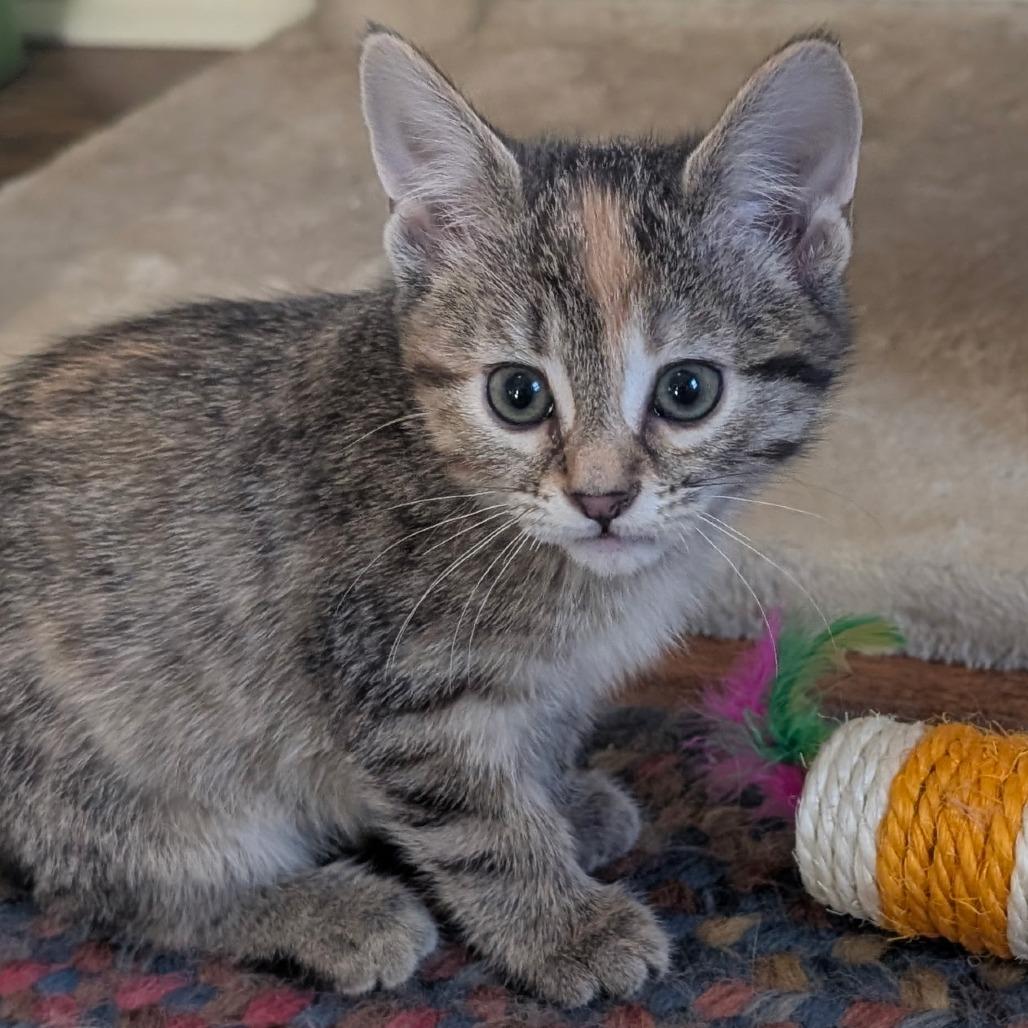 Enlarge Latte, a Adoptable Domestic Short Hair in Wadena, MN image 5/6