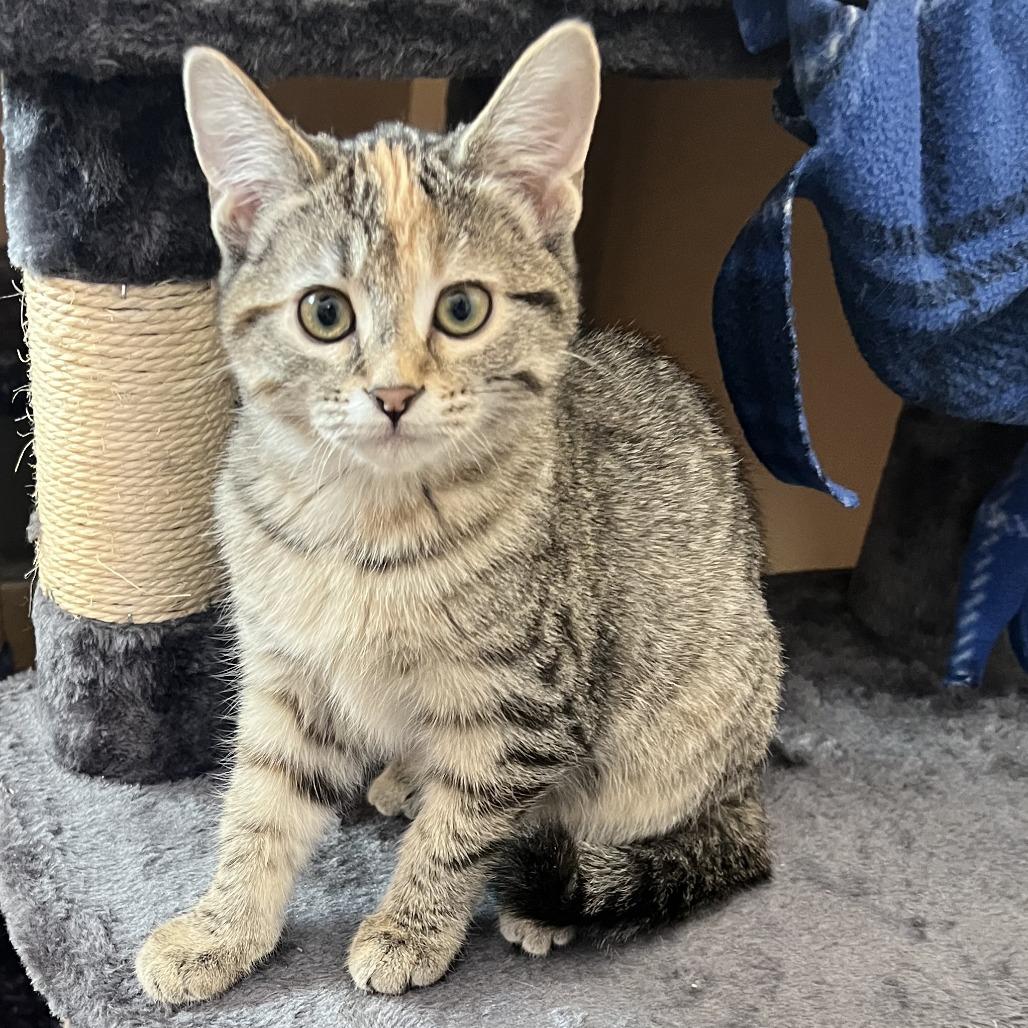 Enlarge Latte, a Adoptable Domestic Short Hair in Wadena, MN image 6/6