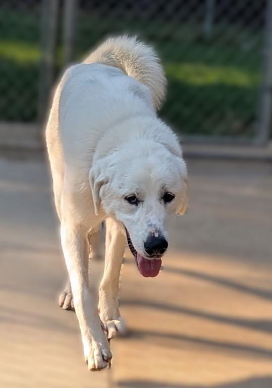 Enlarge Birdie, an adopted mixed breed in Richmond, VA image 1/5