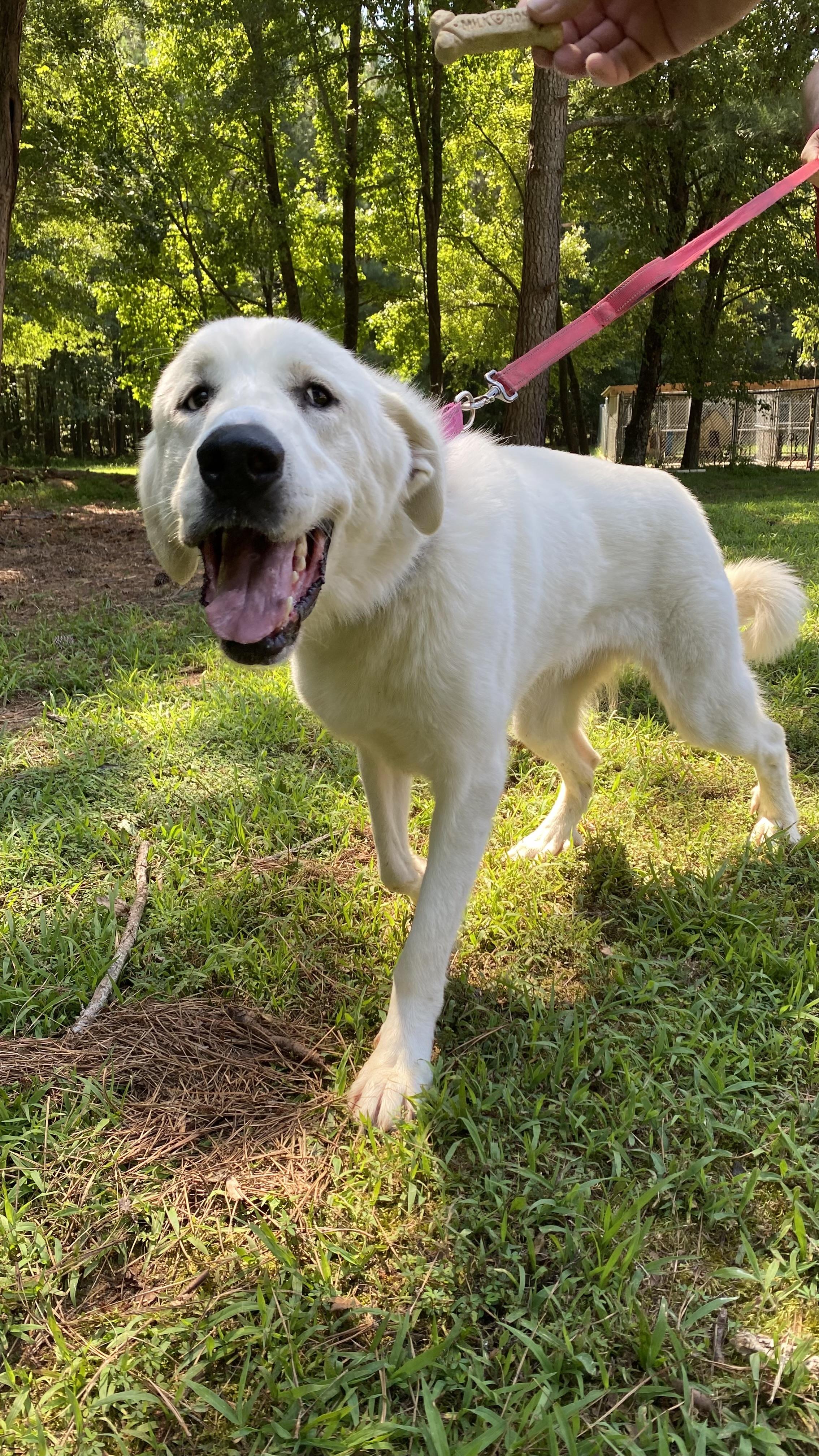 Enlarge Birdie, an adopted mixed breed in Richmond, VA image 4/5