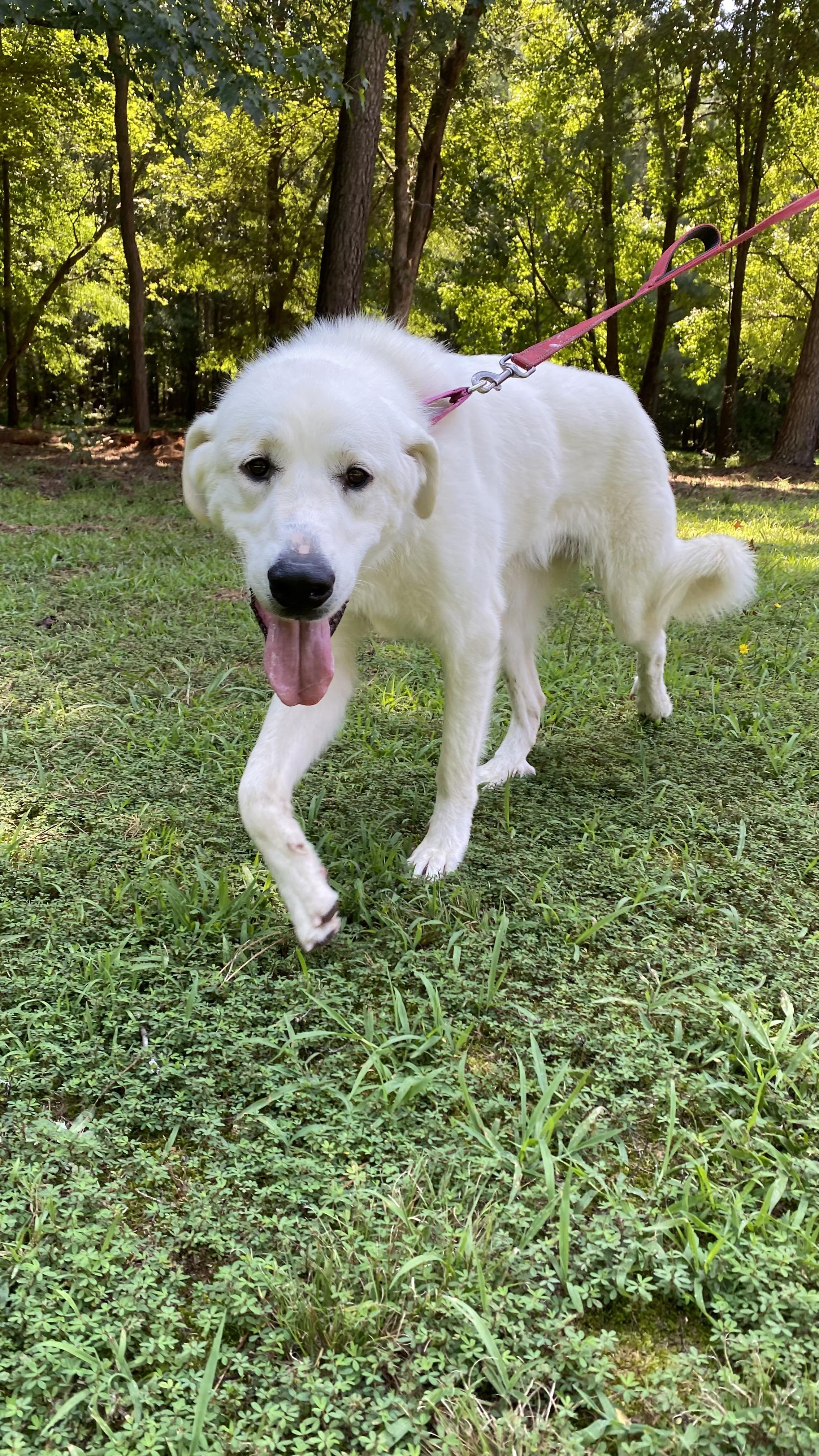 Enlarge Birdie, an adopted mixed breed in Richmond, VA image 5/5