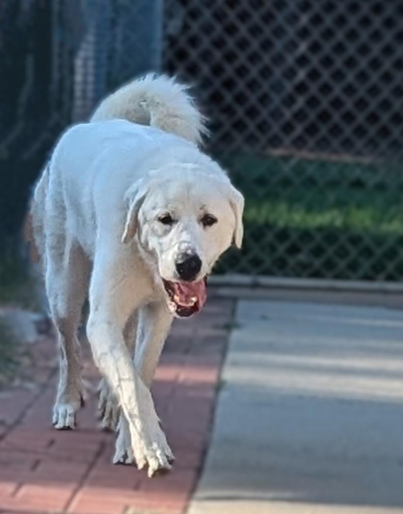 Enlarge Birdie, an adopted mixed breed in Richmond, VA image 3/5