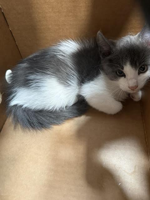 Enlarge Kesler, a Adoptable Domestic Short Hair in Hobbs, NM image 1/2