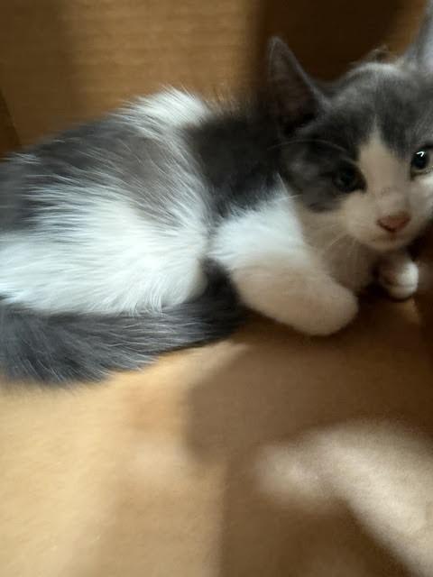 Enlarge Kesler, a Adoptable Domestic Short Hair in Hobbs, NM image 2/2